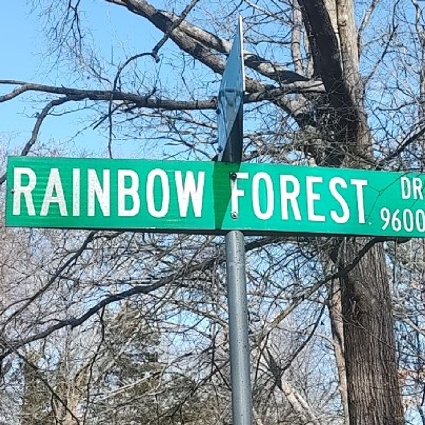 The Lyrics From Rainbow Forest Chapter 389 Sharing The History That's Led To Our Present