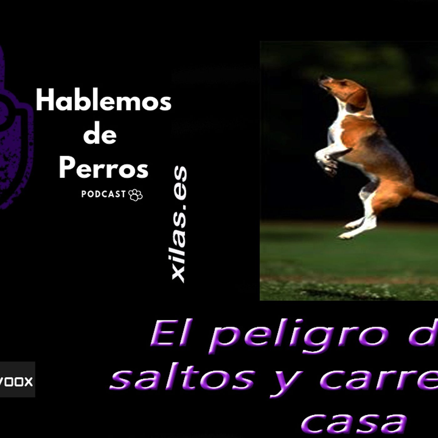 Hablemos de perros