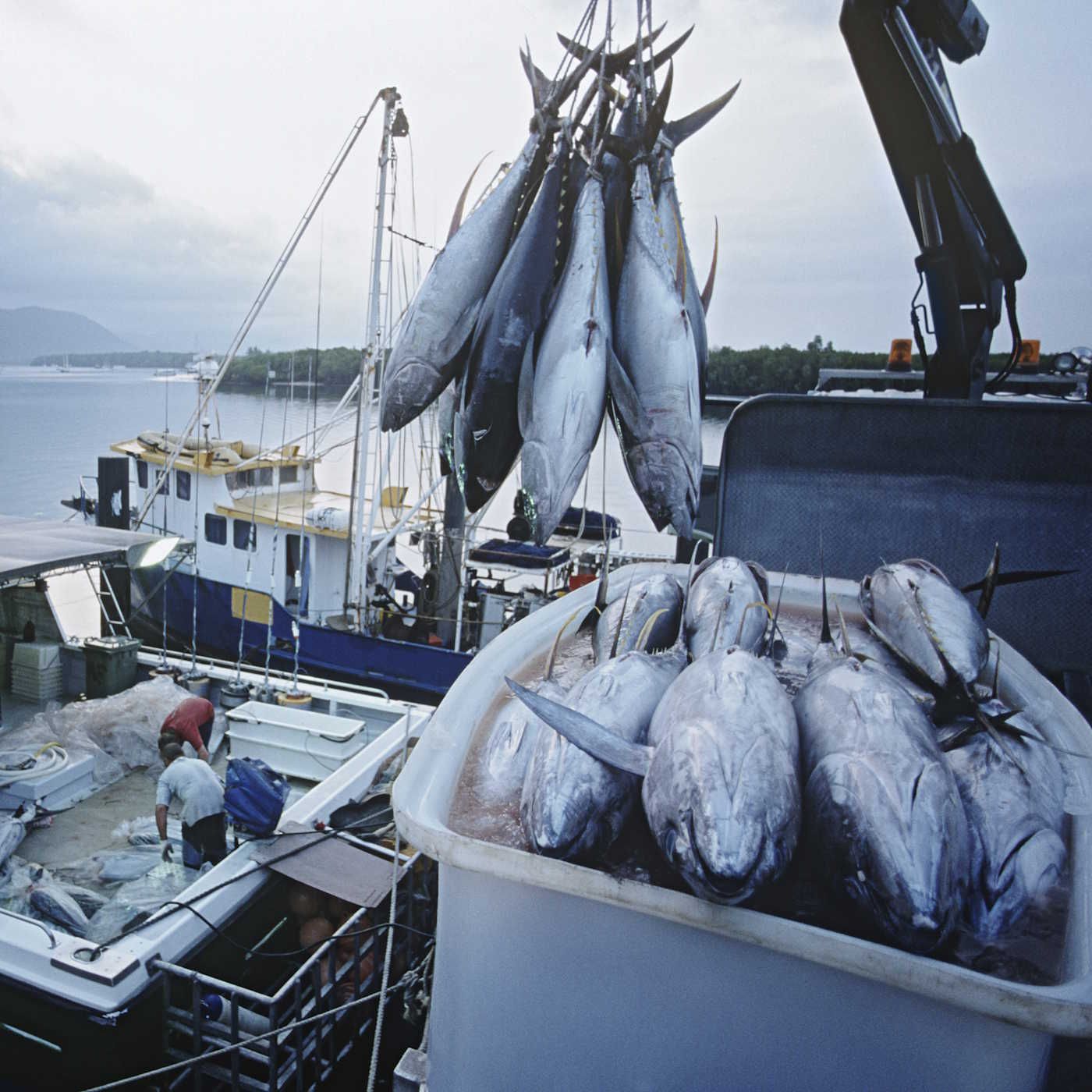 El fraude del pescado: así funciona la estafa que afecta al 20% del mercado mundial