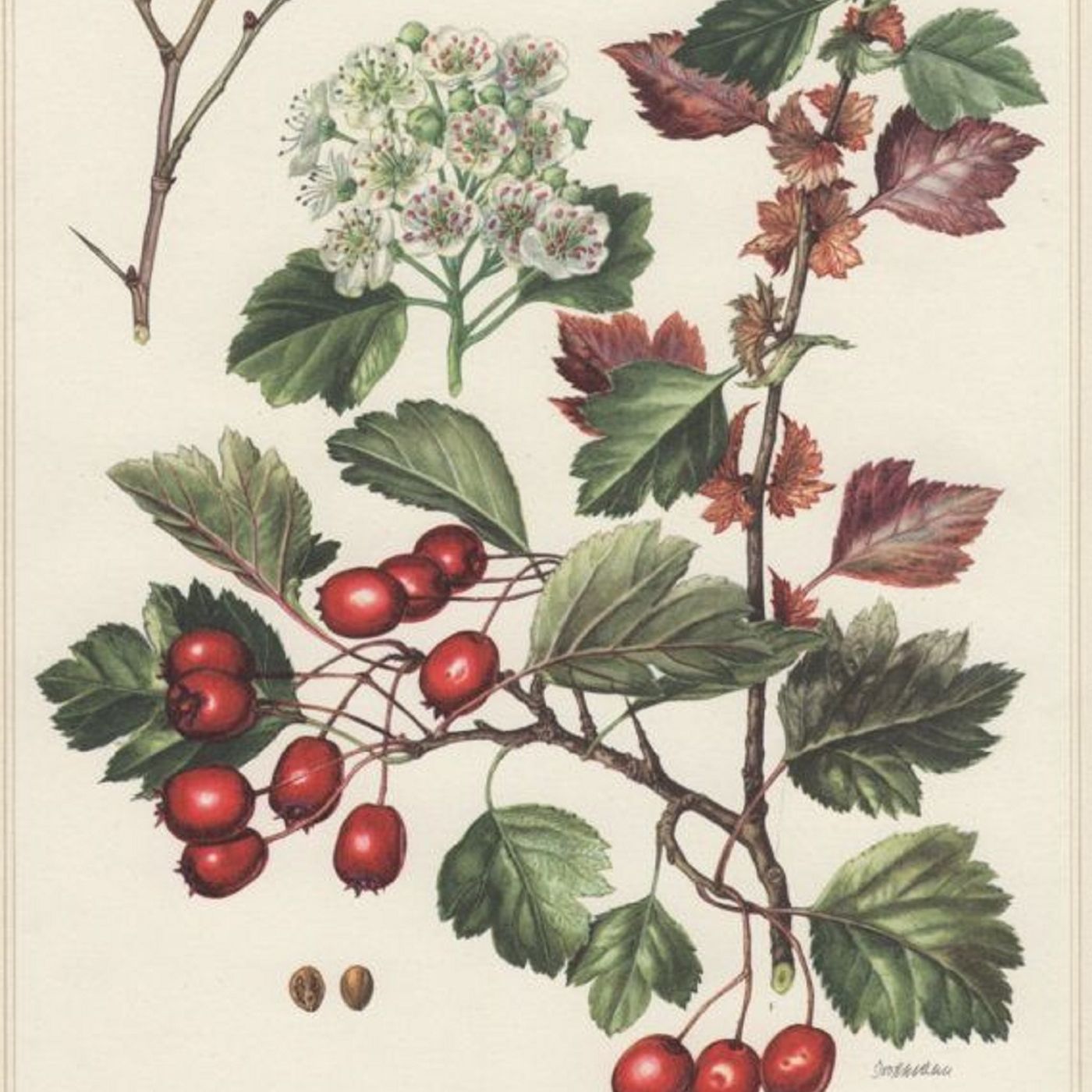 Southern Appalachian Herbs