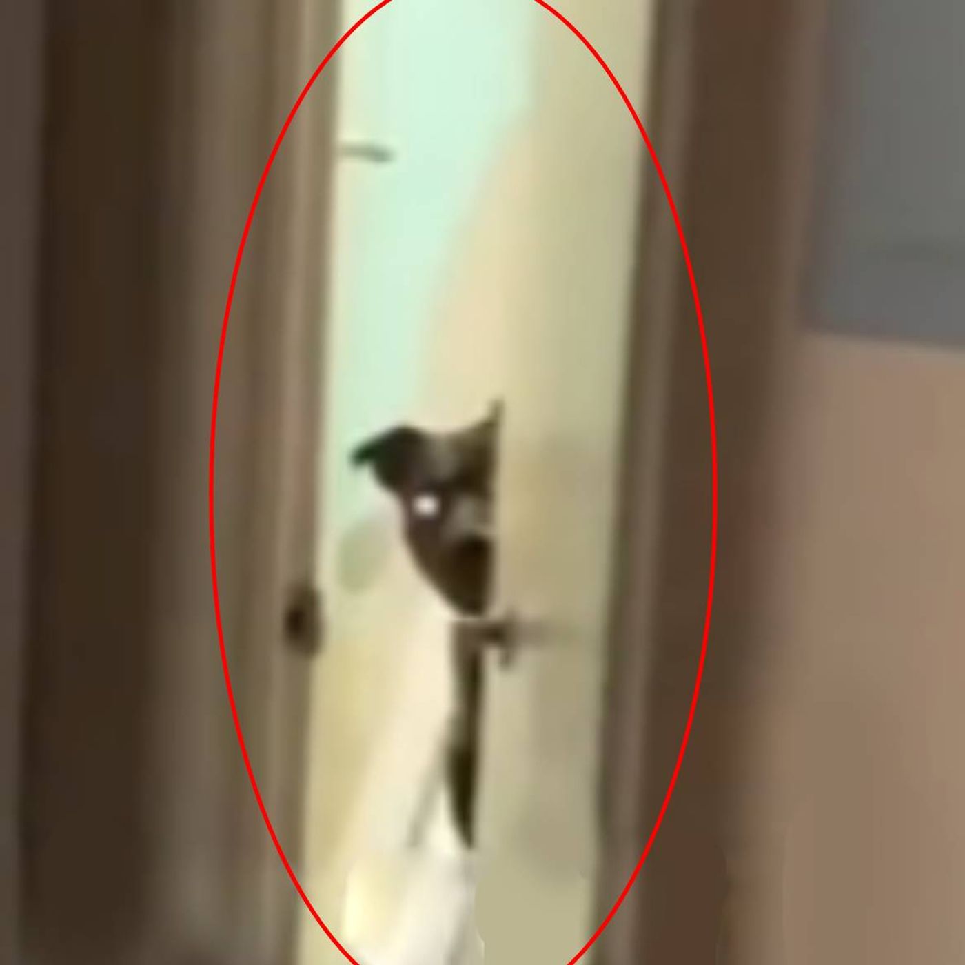 Historias de Miedo Octubre 8 de 2024 EL ALMA DE MI PAREJA ESTABA EN UN PERRO