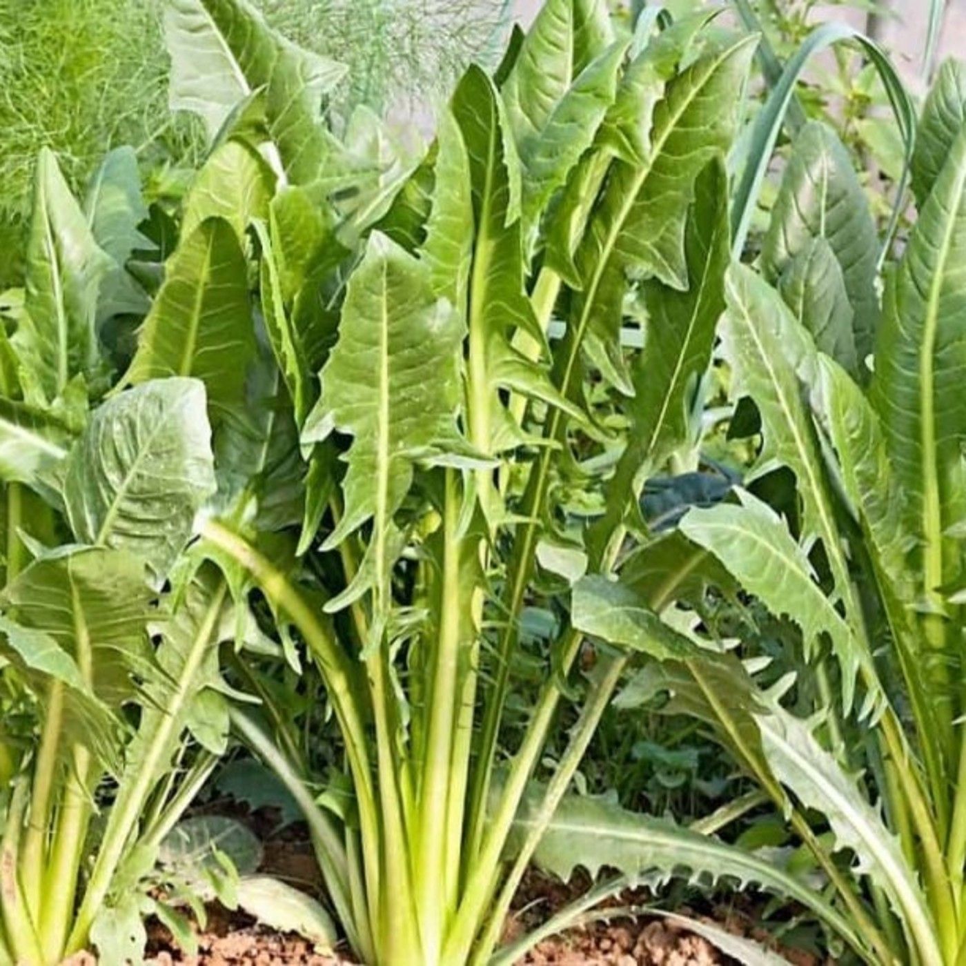 Podcast Fascinación por las plantas