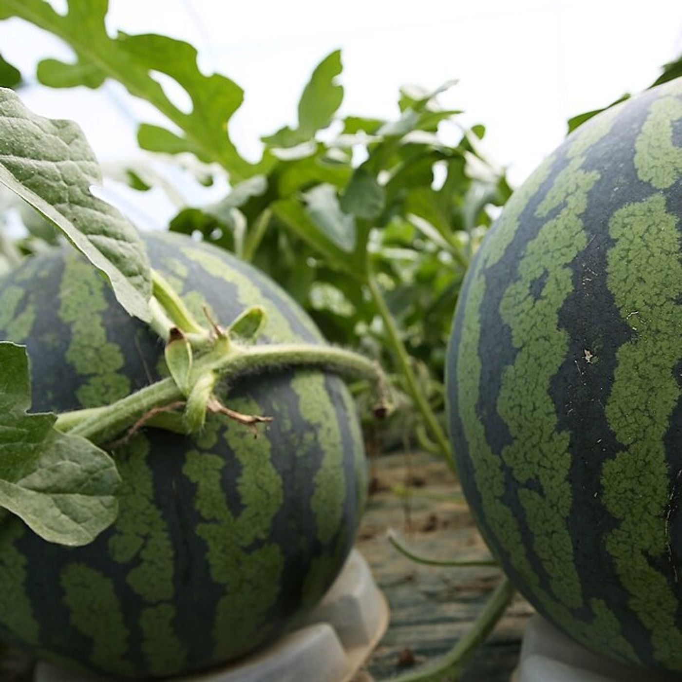 Culture et la commercialisation du melon à N’Guigmi episode artwork