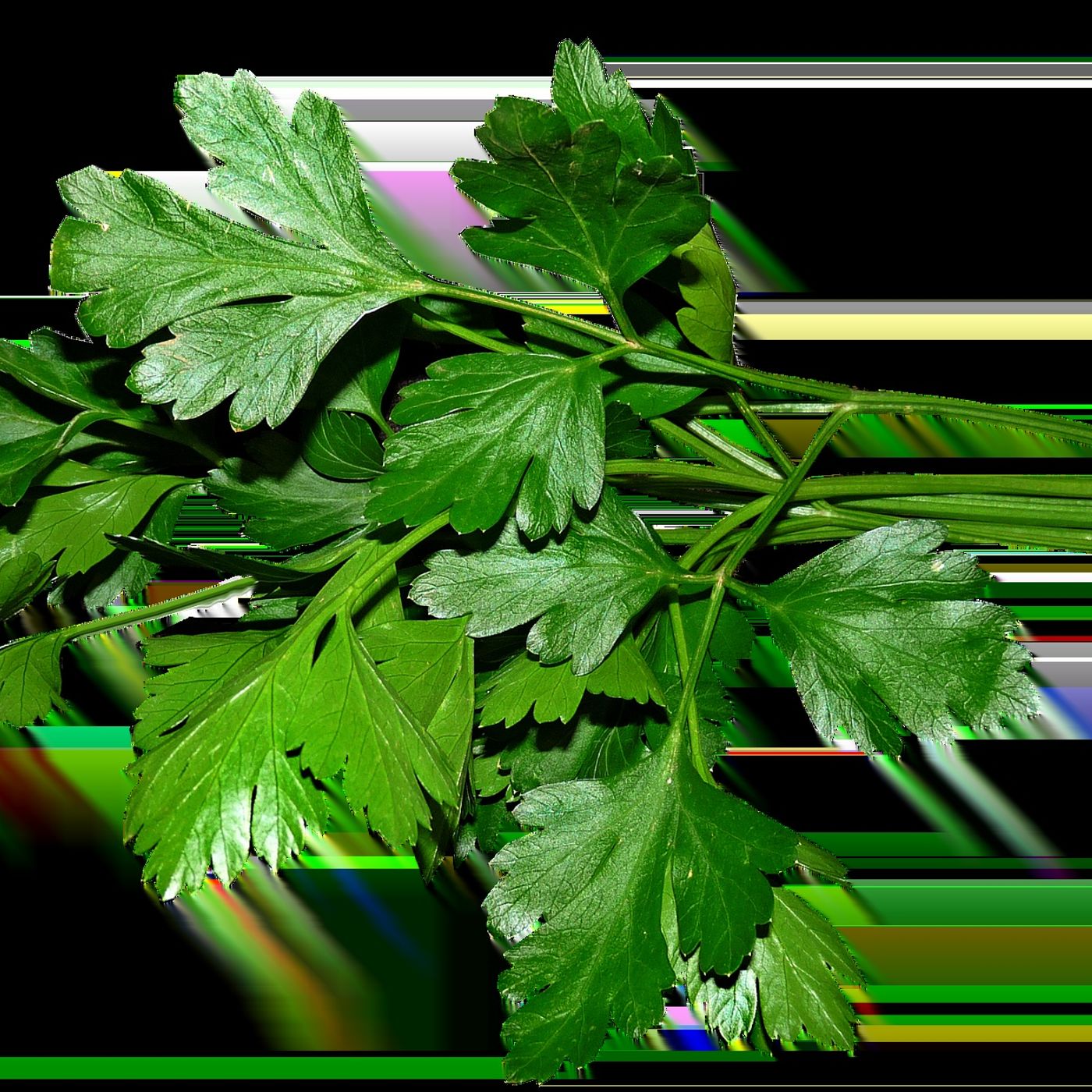 L\'alimentazione by Elisabetta
