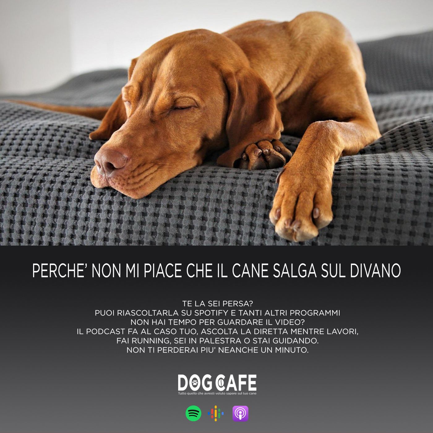 Dog Cafe Podcast