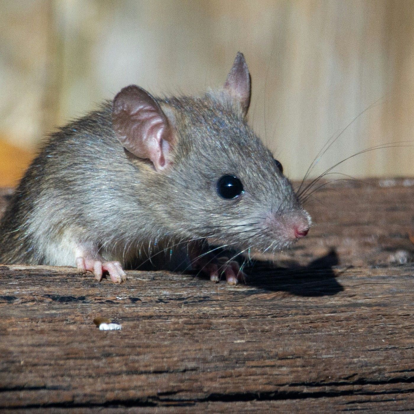 Los sanitizados-roedores episode artwork