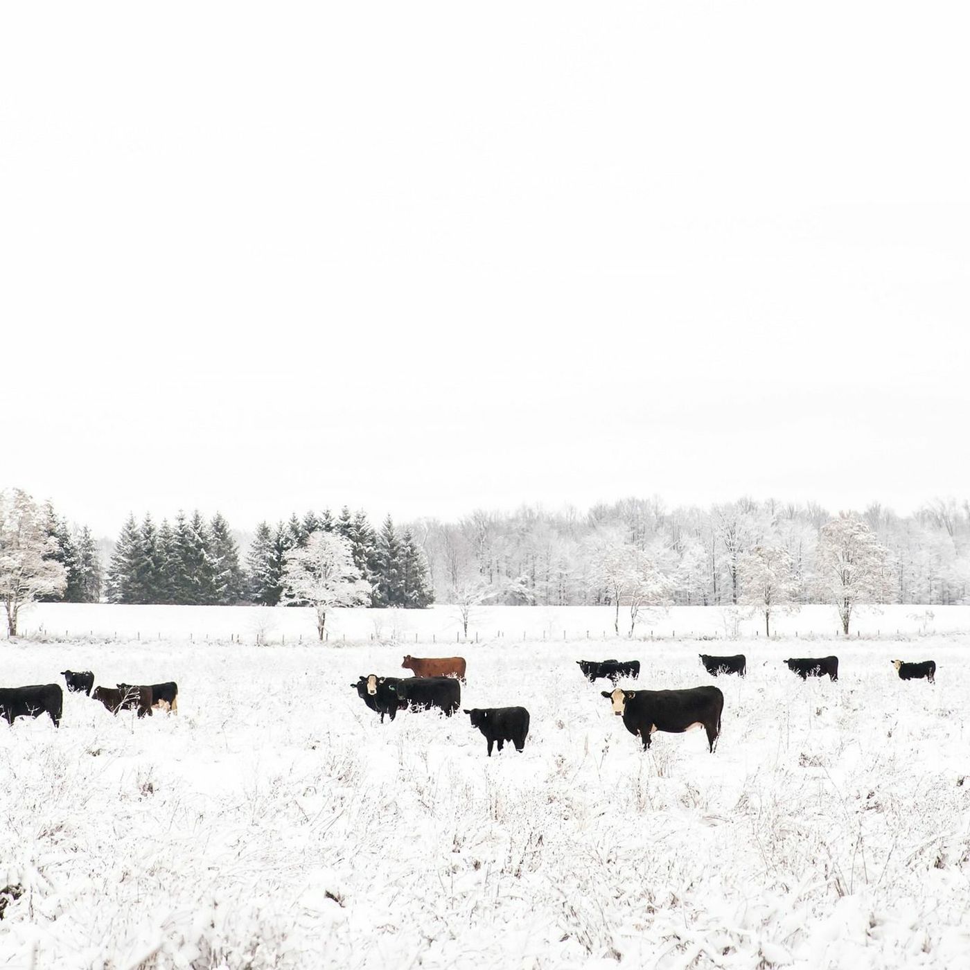 Winter Feeding Systems Can Provide Years of Benefits to Cropland episode artwork