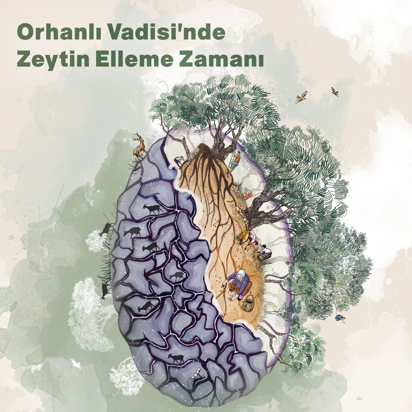 Orhanlı Vadisi'nde Zeytin Elleme Zamanı episode artwork
