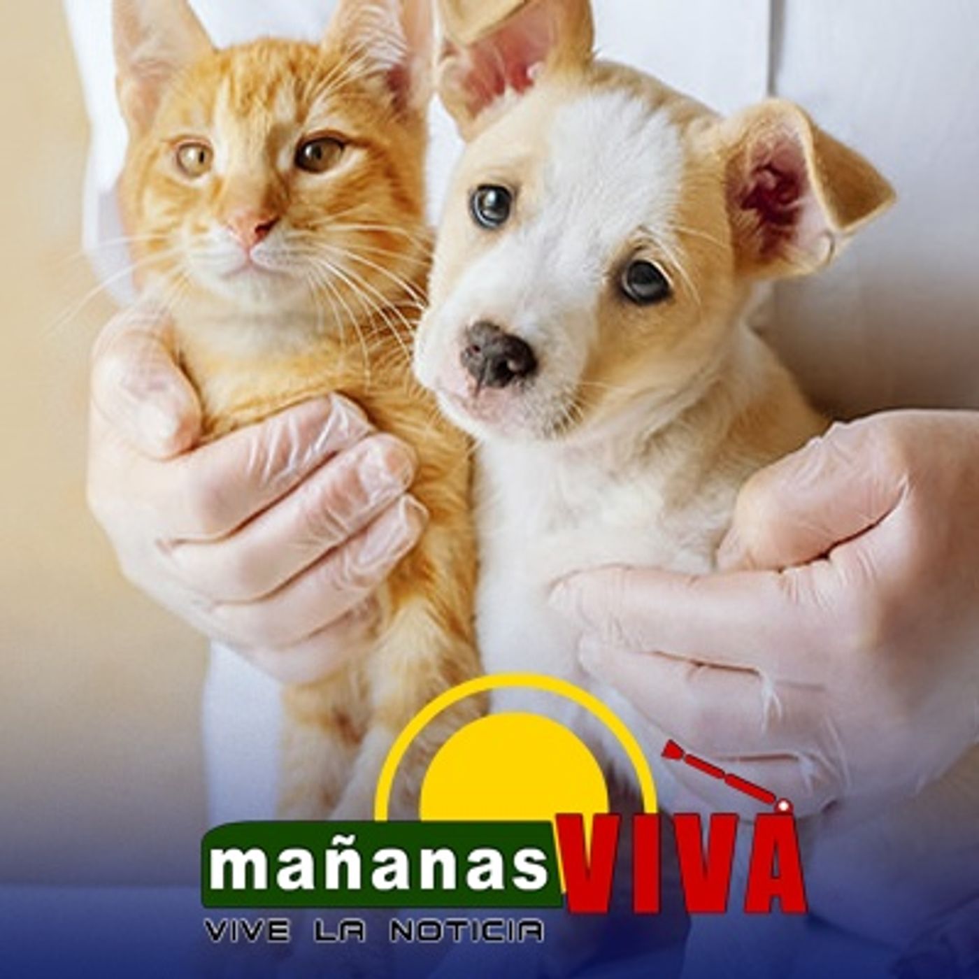 Líder animalista en Ipiales Felipe Almeida - Actividad Misión Cero Camadas