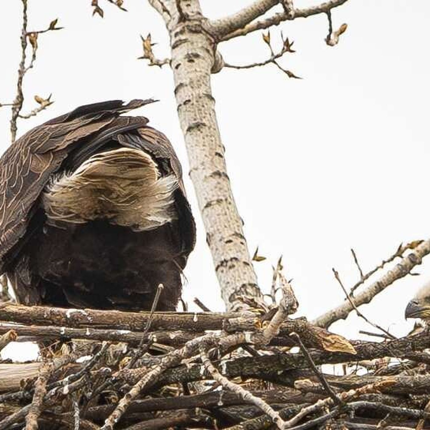 ‘They’re funny at this age’: Eaglets born in nest on Fermilab property episode artwork