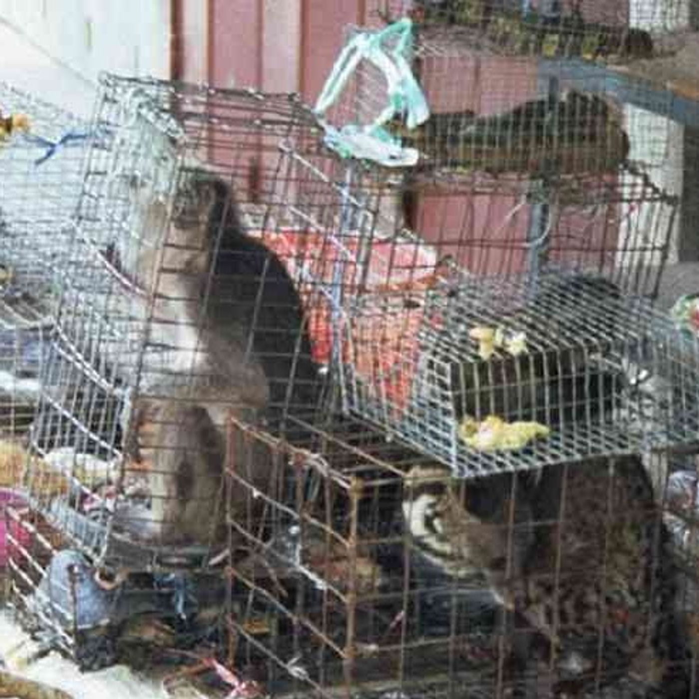 Los 850.000 virus animales que podrían atacar a los humanos episode artwork