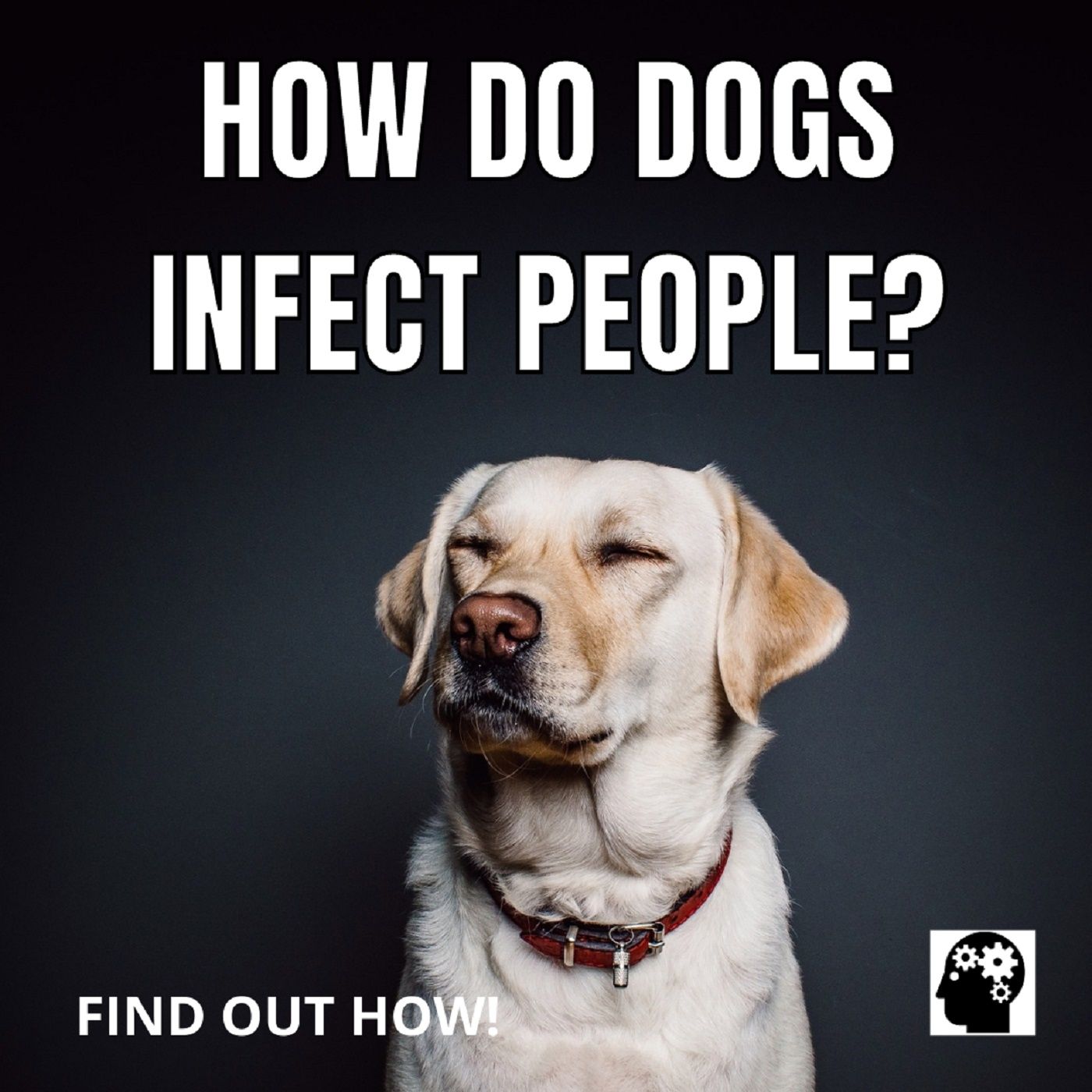 How Do Dogs Infect People?