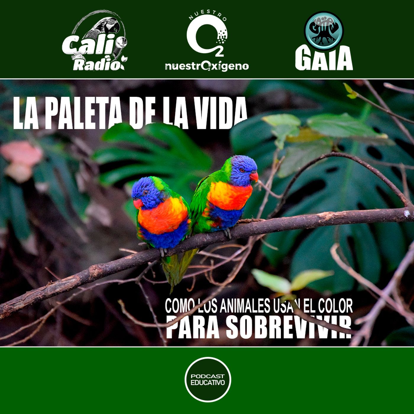 NUESTRO OXÍGENO La paleta de la vida, como los animales usan el color para sobrevivir episode artwork