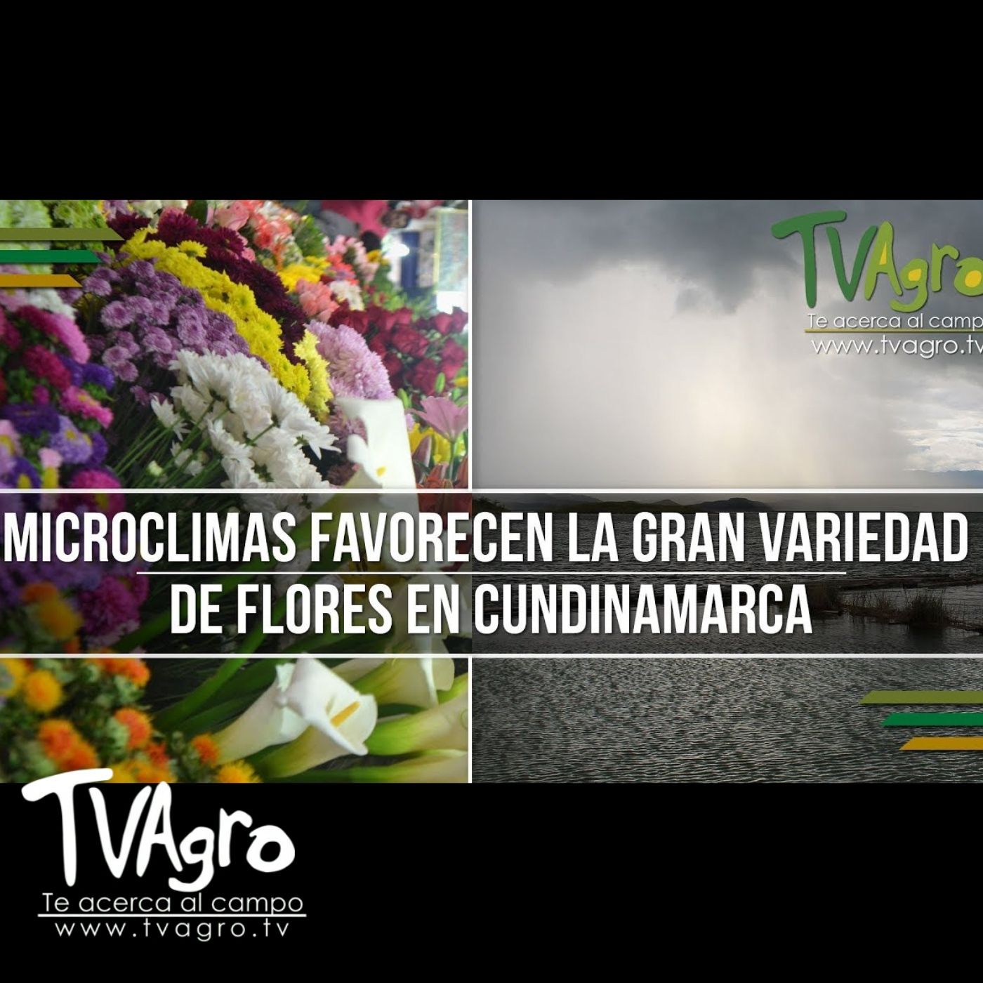 TV AGRO