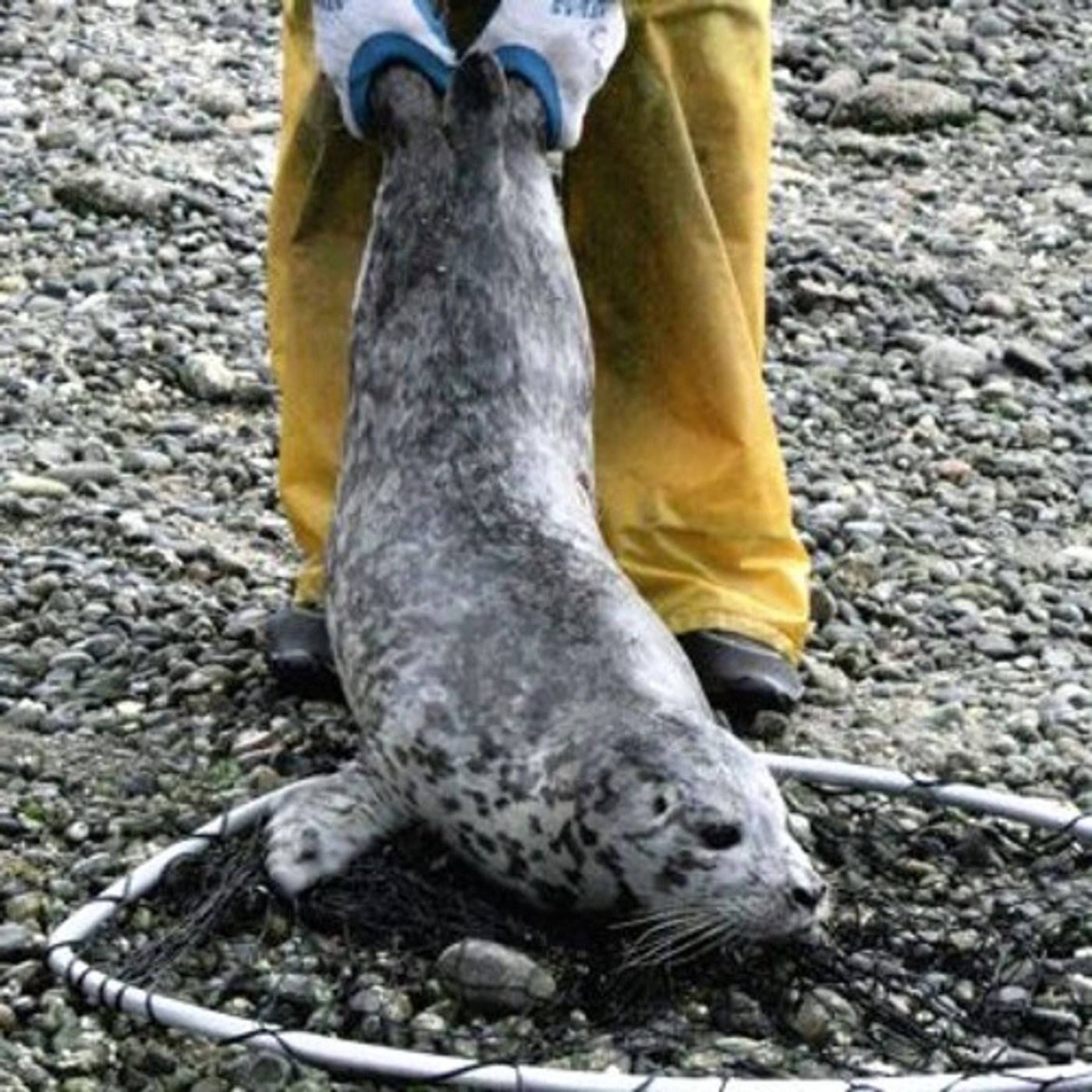 EarthFix Conversations: Sealing the Deal on PCBs and Marine Mammals episode artwork