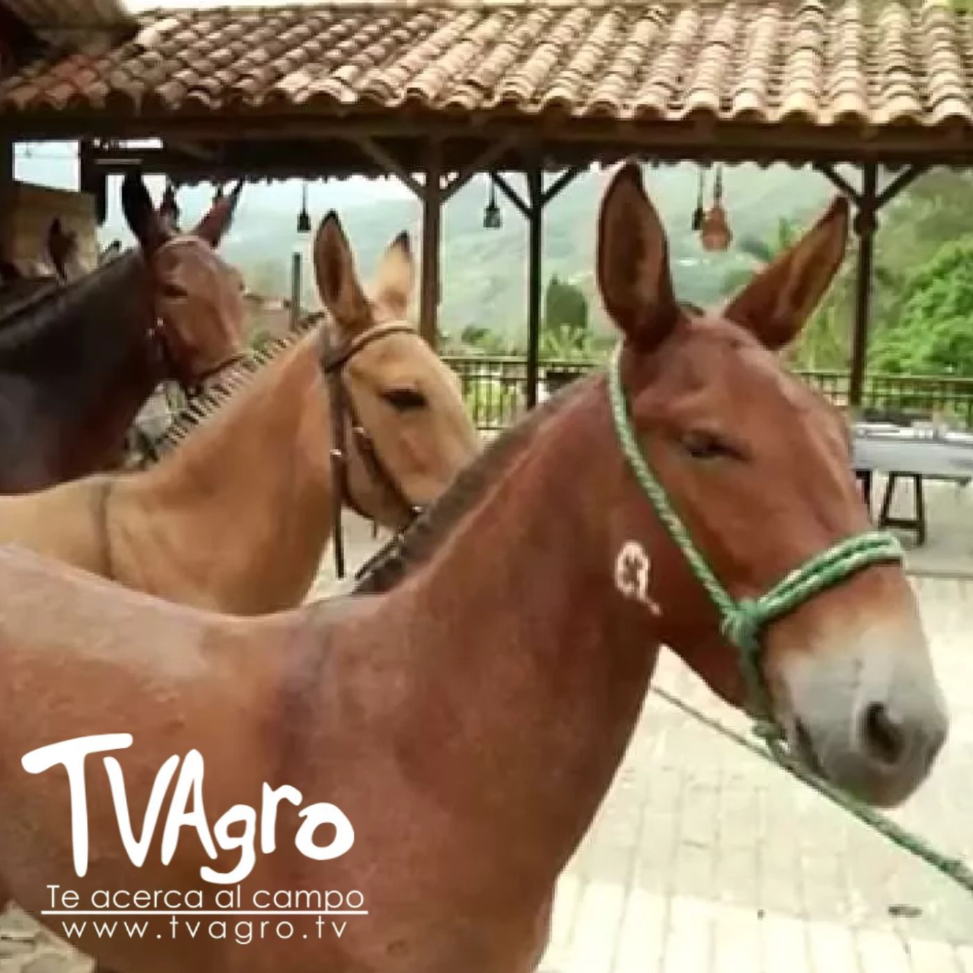 TV AGRO