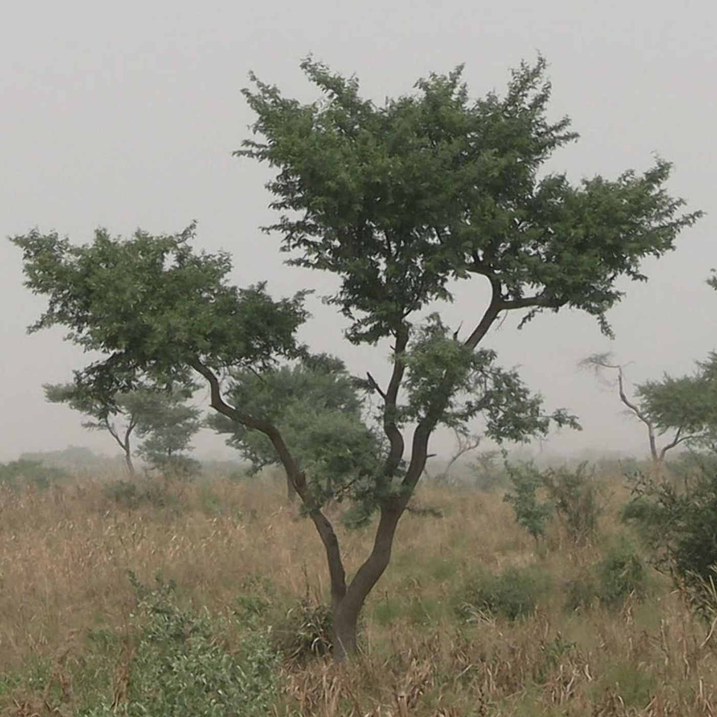 Studio Kalangou (hausa)