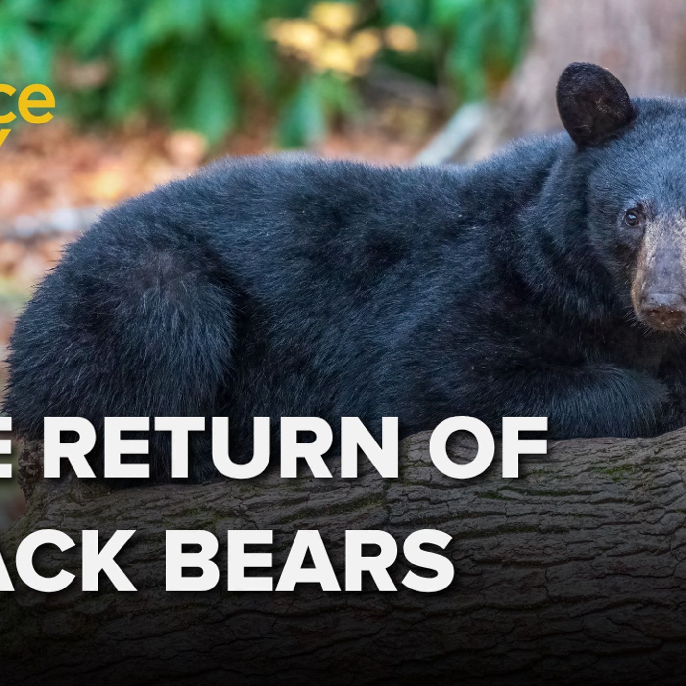 1392: Black bears are moving into the neighborhood. How do we coexist?