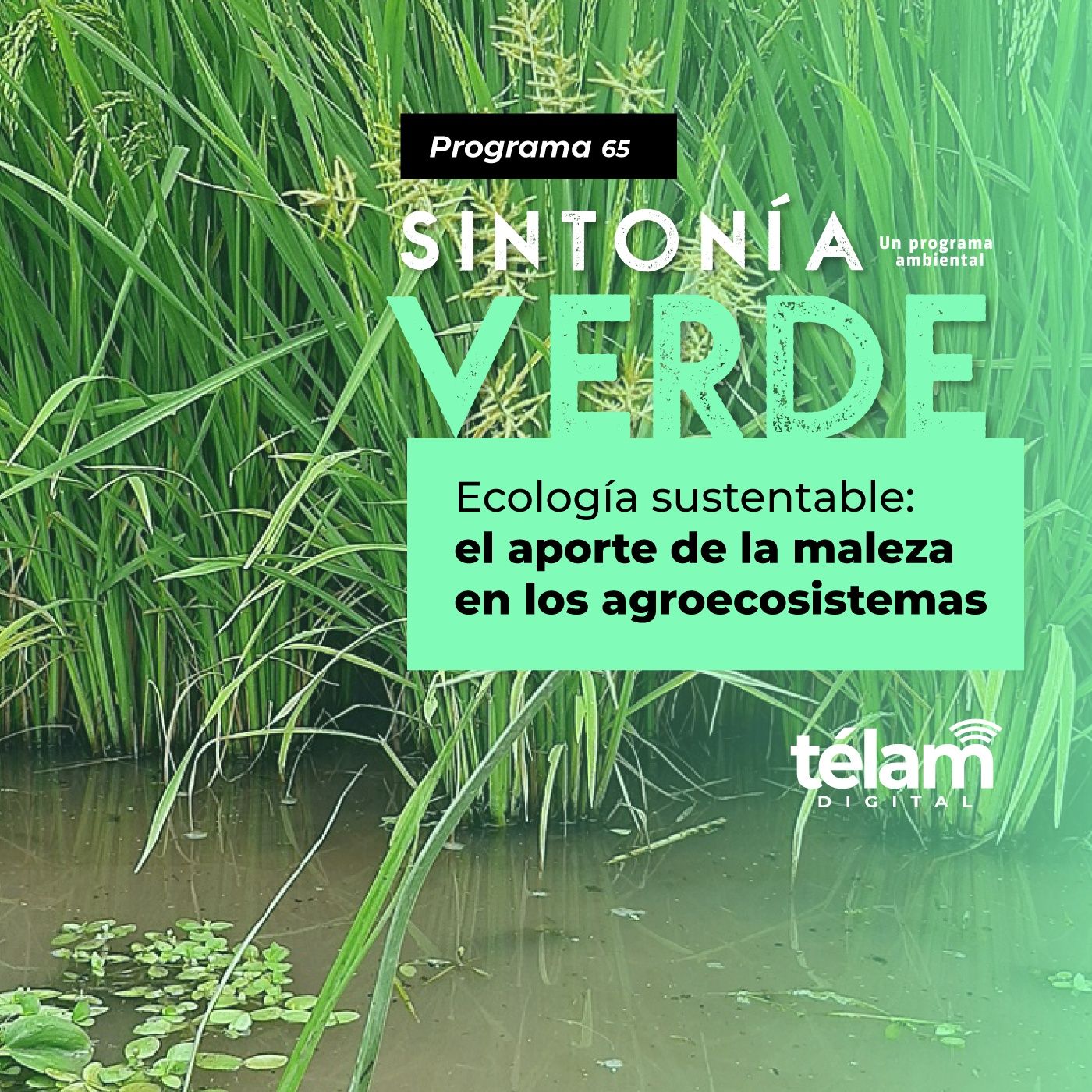 Sintonía Verde, un programa ambiental