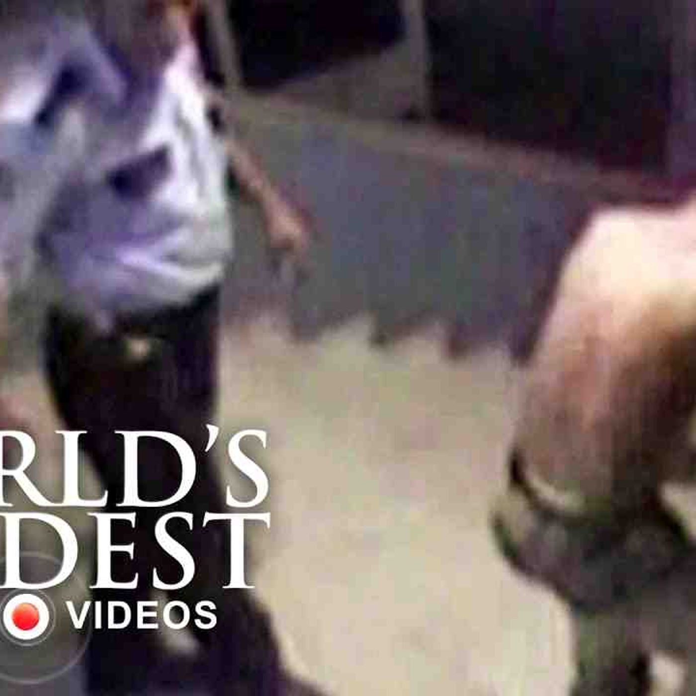 Armed Assailant _ World_s Wildest Police episode artwork
