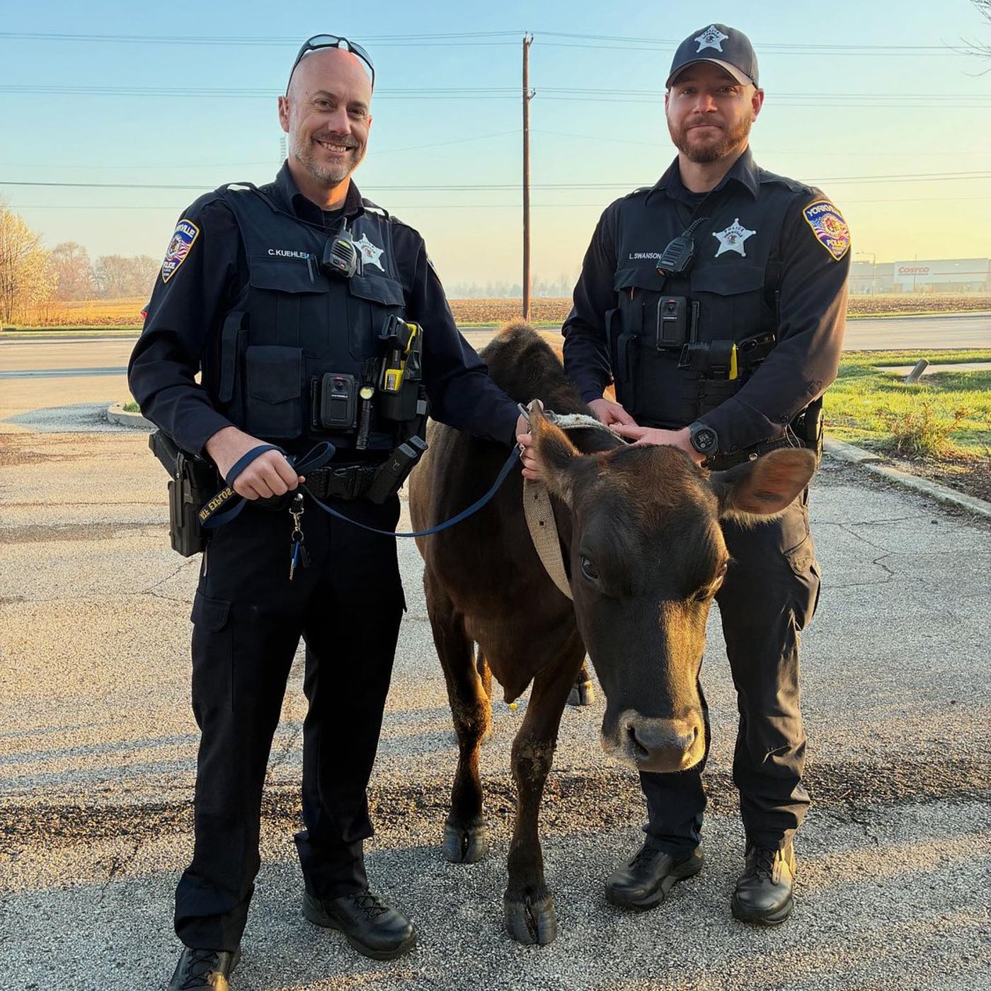 Cow on the loose in Yorkville on Saturday returned to owner episode artwork