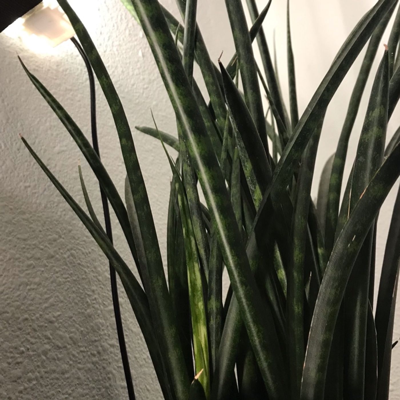 Episode 8 - Temperature and growth