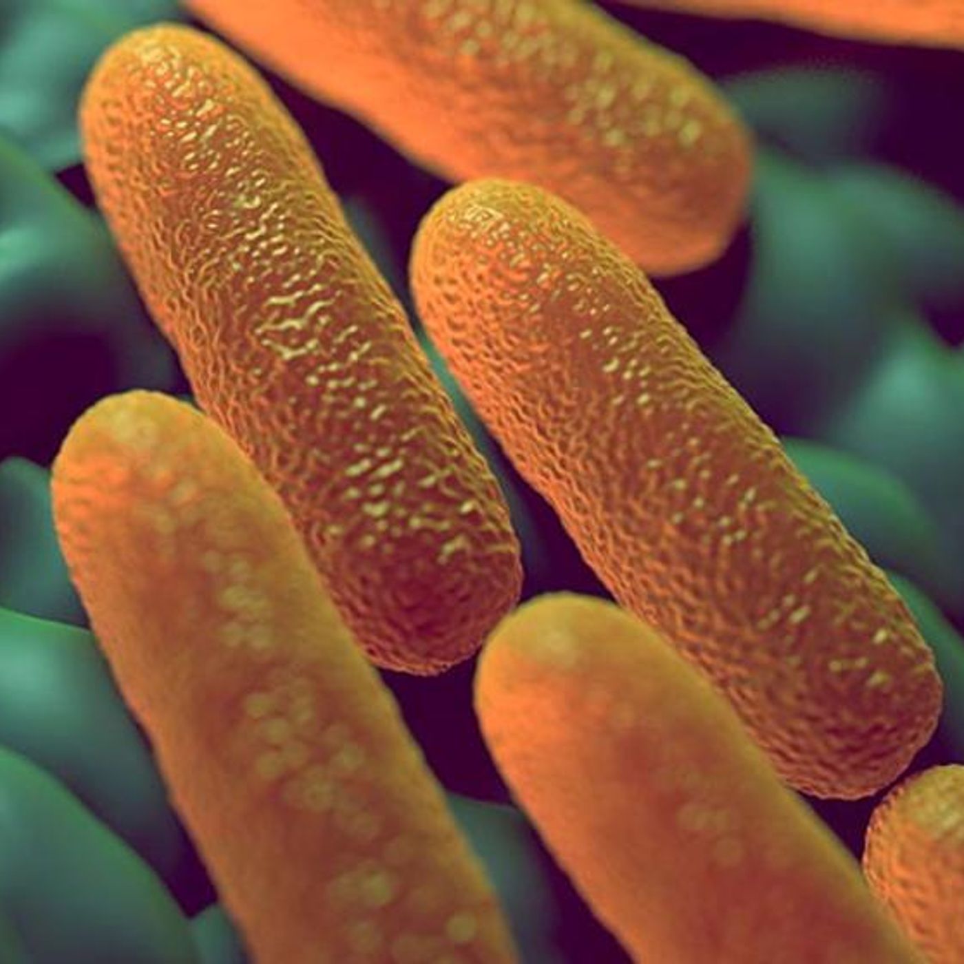 Enfermedades del Sistema Digestivo: Salmonella