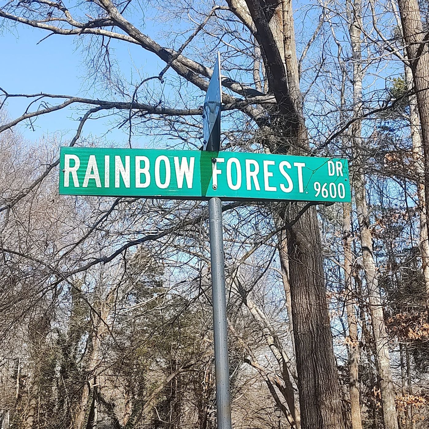 The Lyrics From Rainbow Forest Chapter 358 No Pressure No Expectations Just A Moment