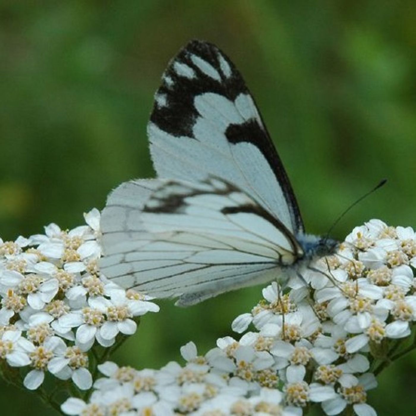 Pine White Butterflies Now Calling Washington Desert Home episode artwork