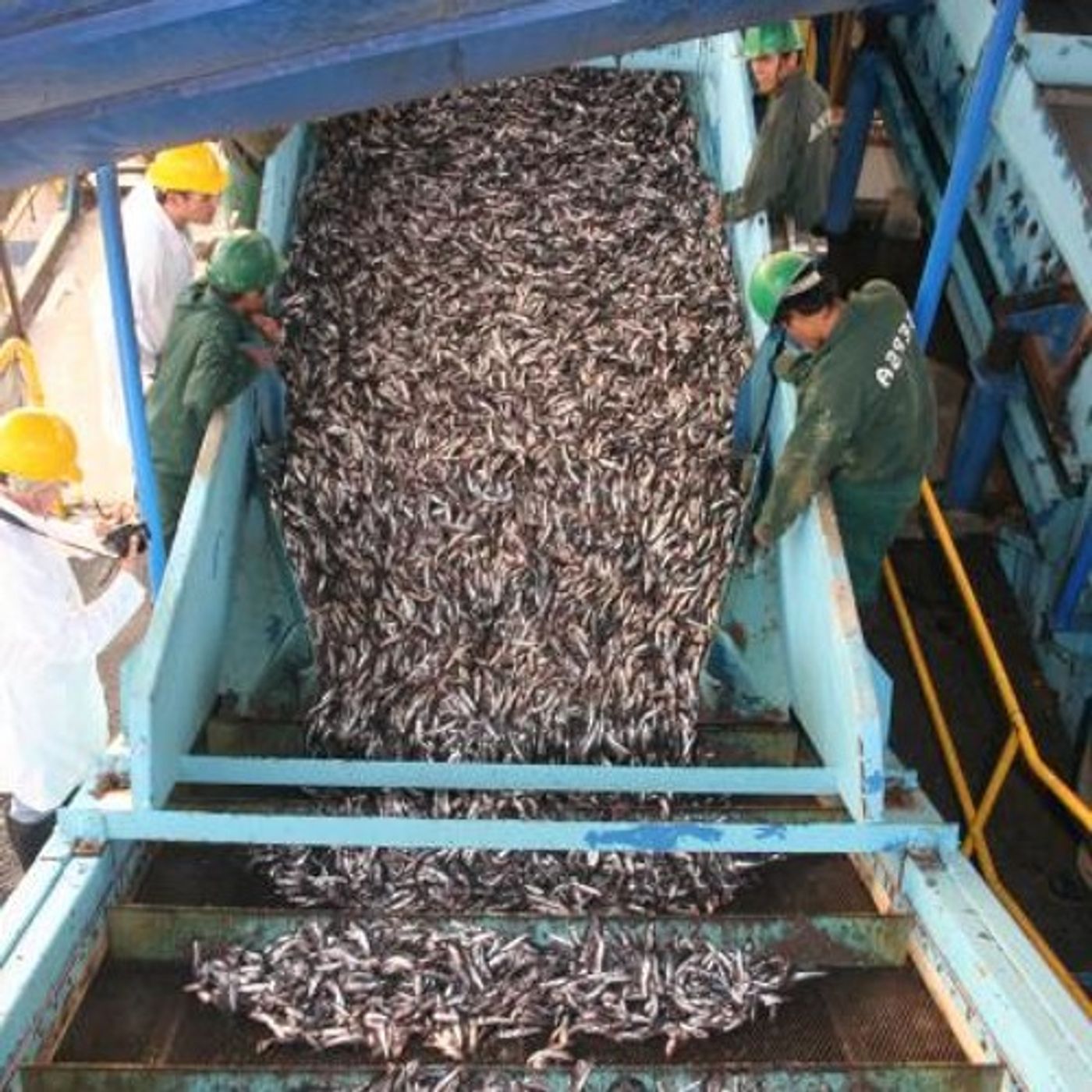 Panel Recommends Harvest Cutbacks On Small Schooling Fish episode artwork