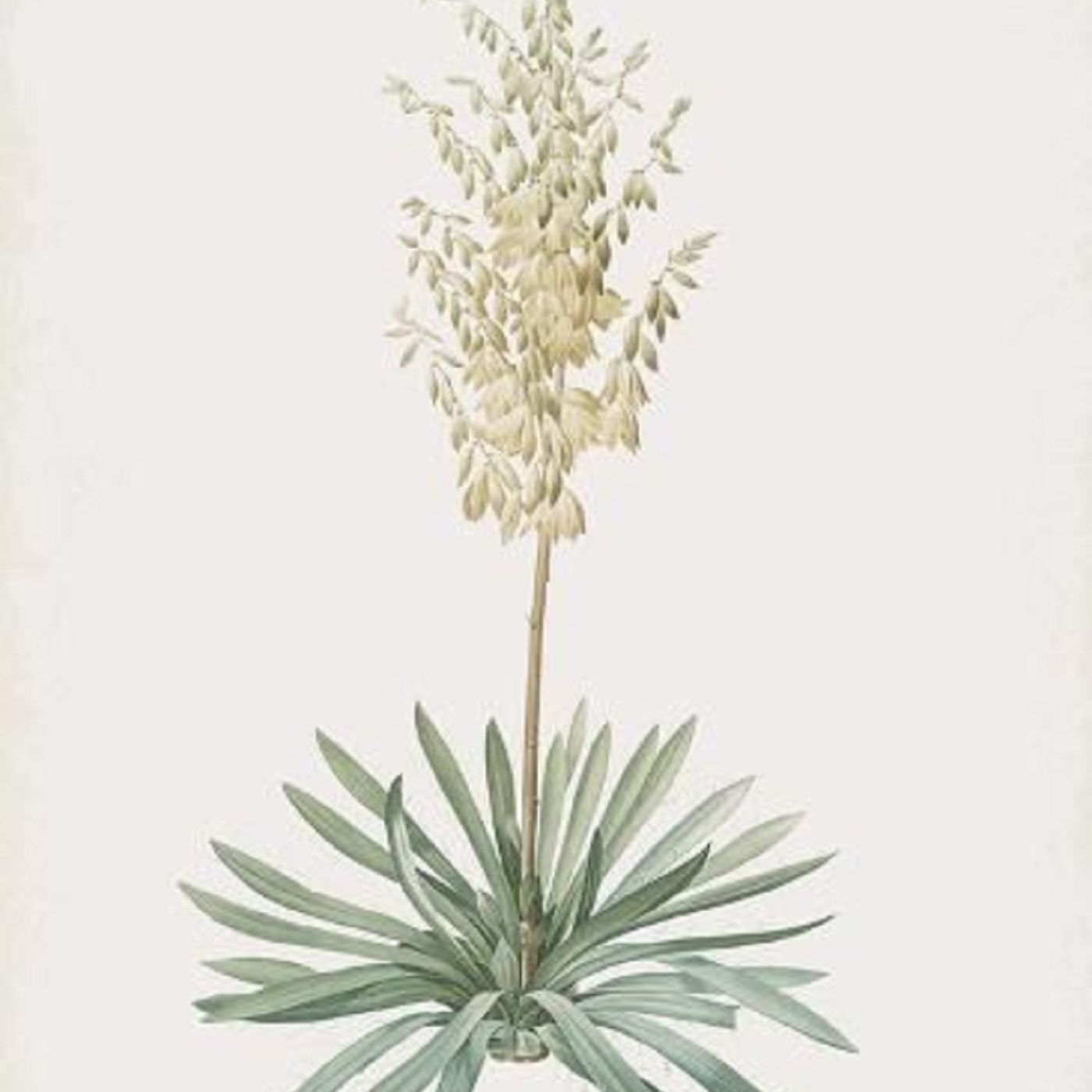 Southern Appalachian Herbs