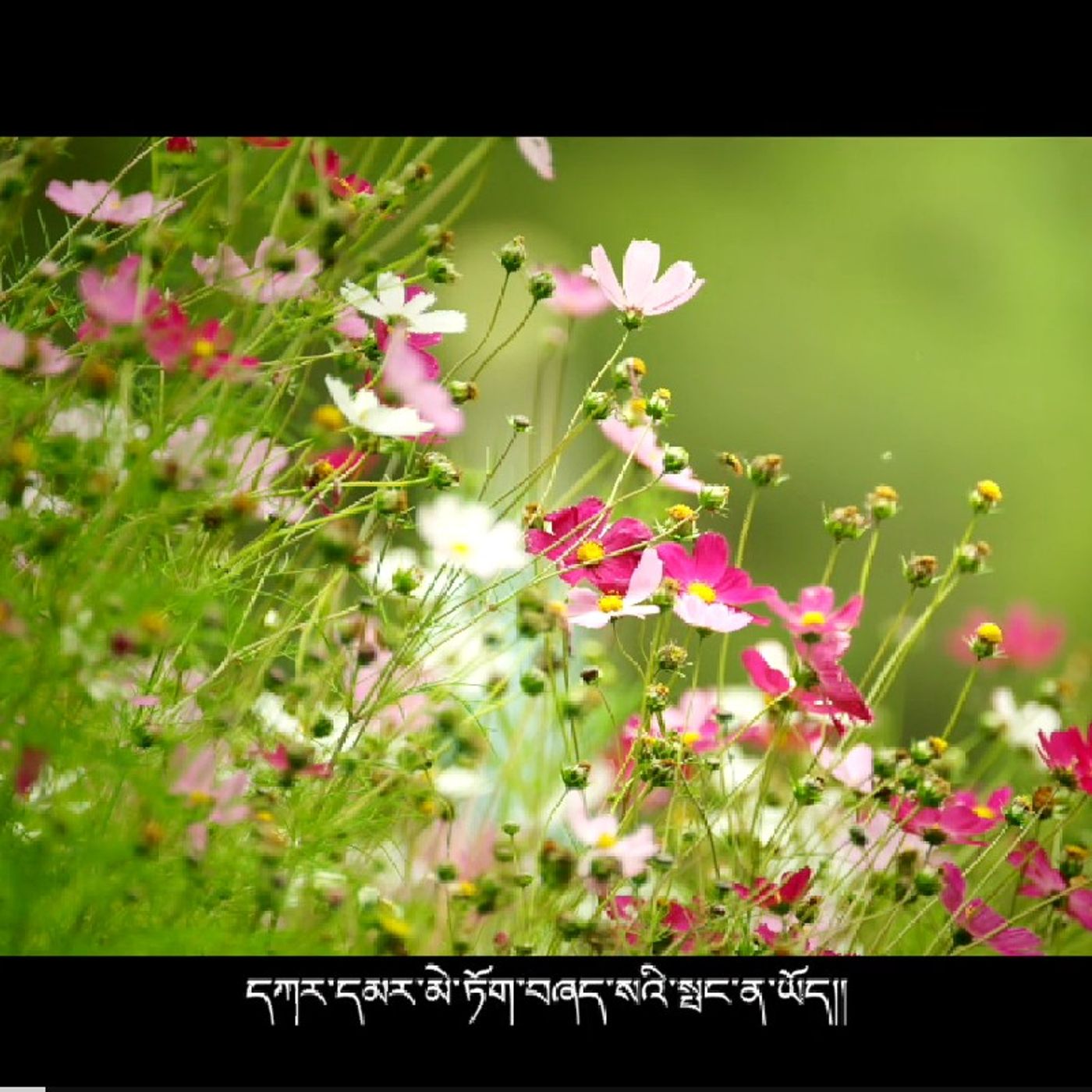 Alainཆོས་བཟང་ཧྥ་སྐད་སློབ་ཚན། FrenchLeçon