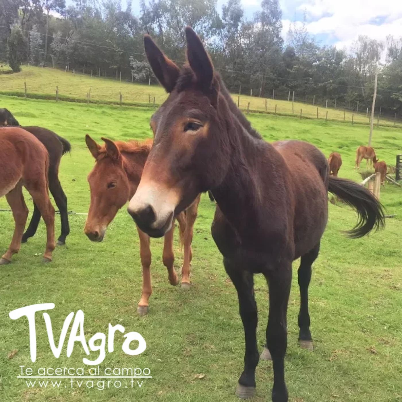 TV AGRO