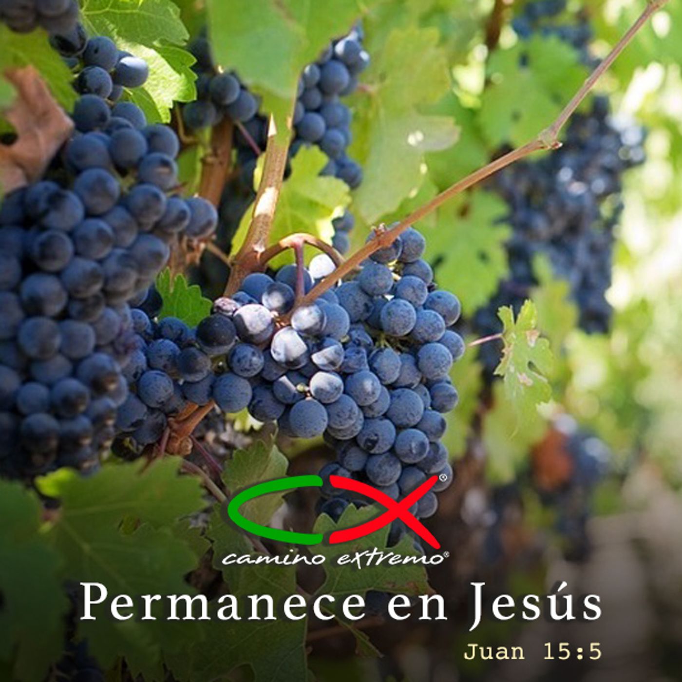 Oración 29 de junio  (Permanece en Jesús) episode artwork