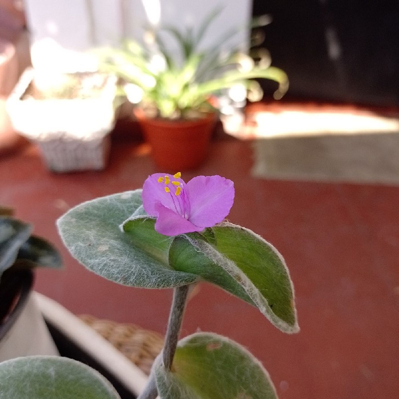 Asesoría Psicología Natural Arica. Psicólogos en Arica