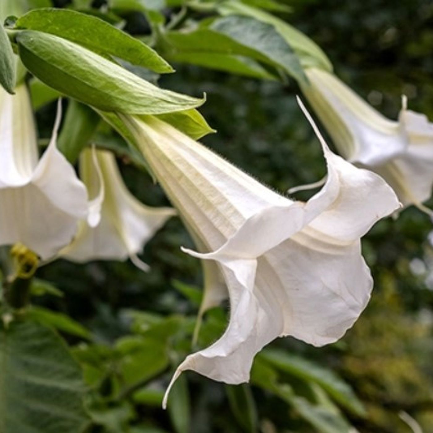 نوروز با شیپور بهار: زنده باد آزادی!