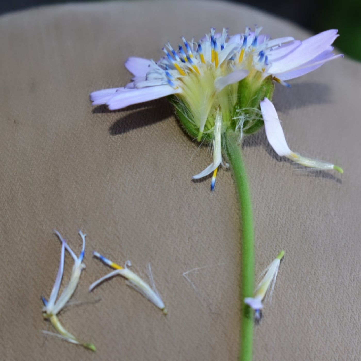 Crime Pays But Botany Doesn\'t
