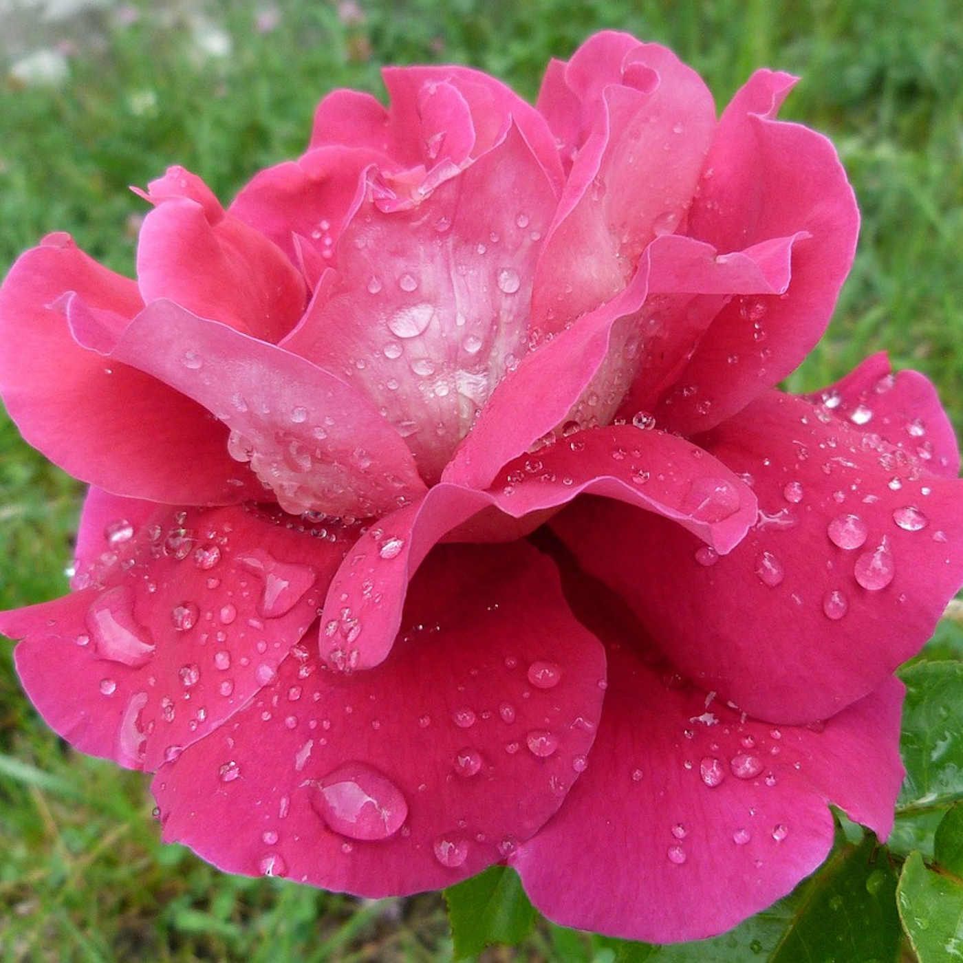 Reflection 297- Lessons from Nature