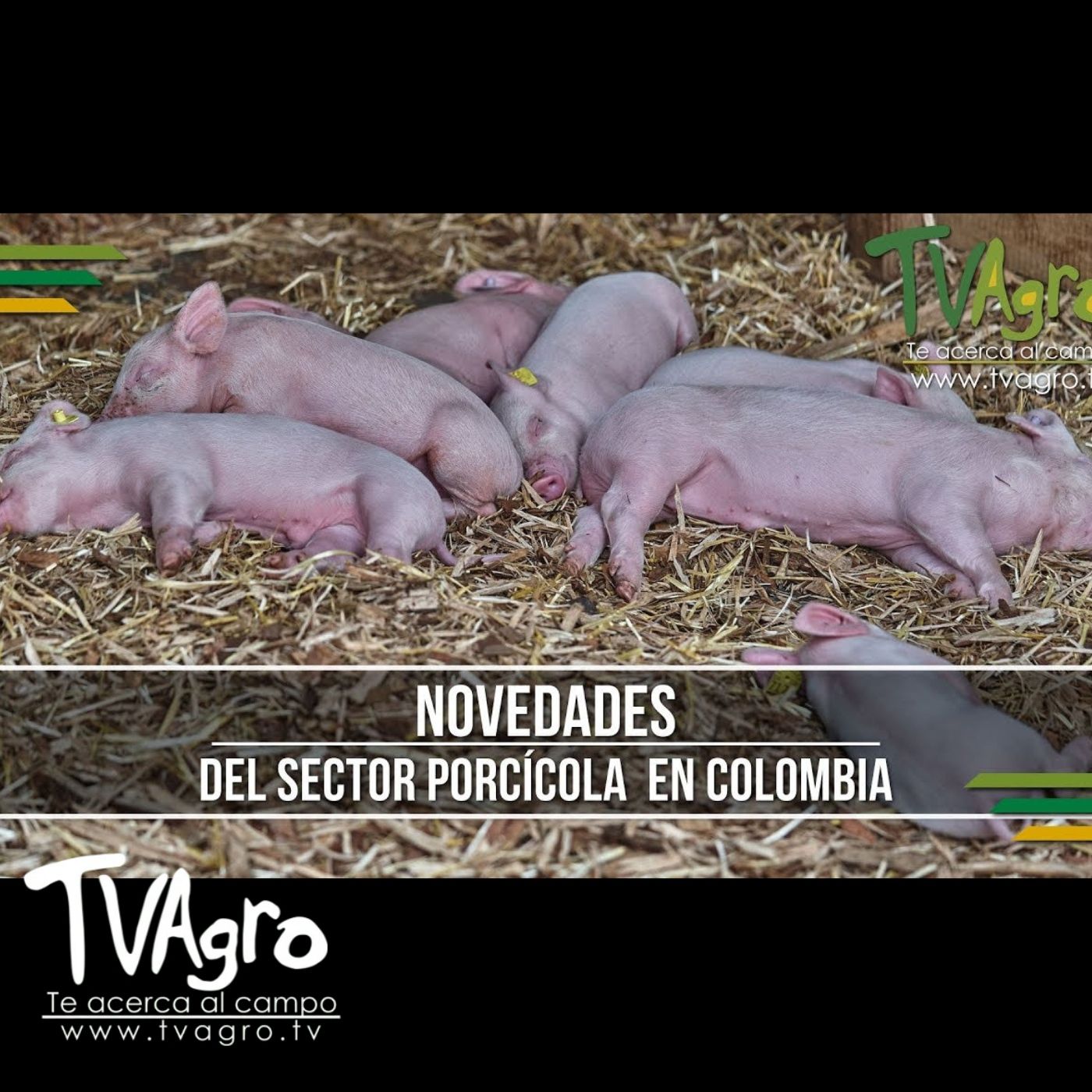 TV AGRO