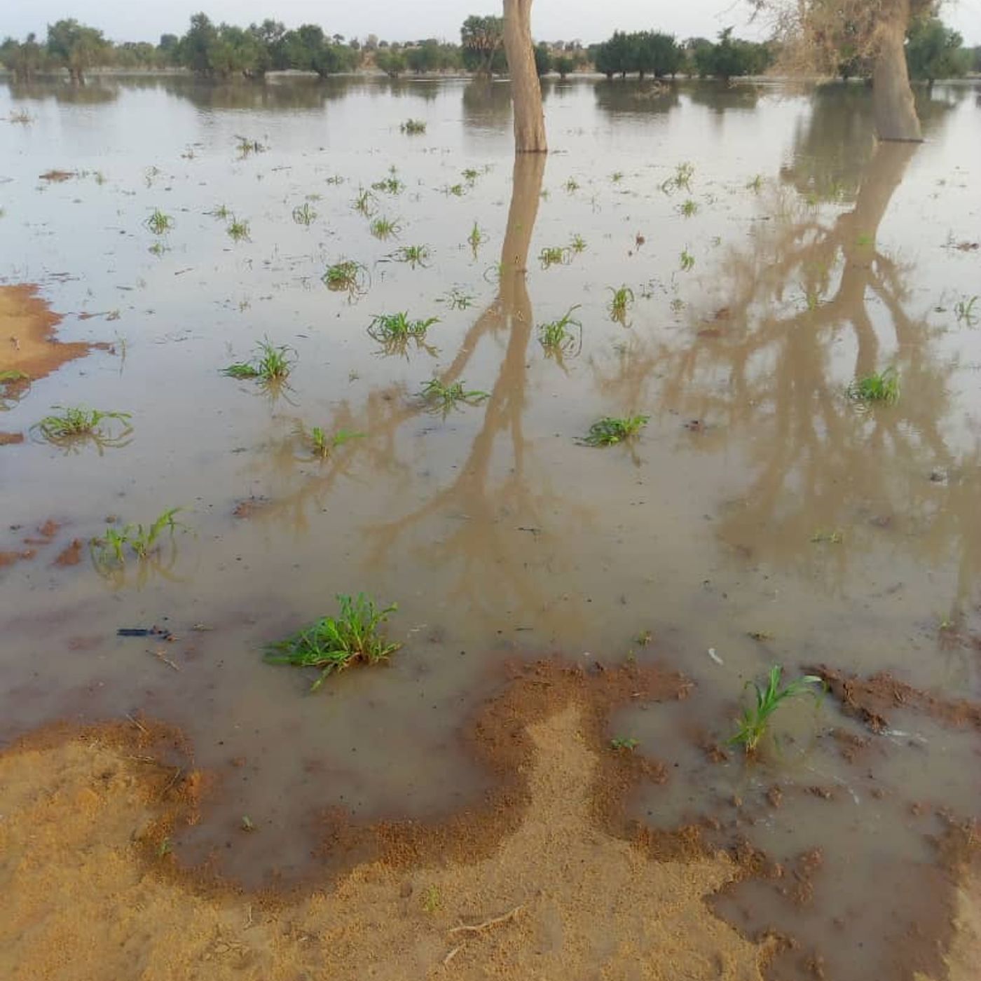 La crue de la Sirba, Niger  Juillet  2020