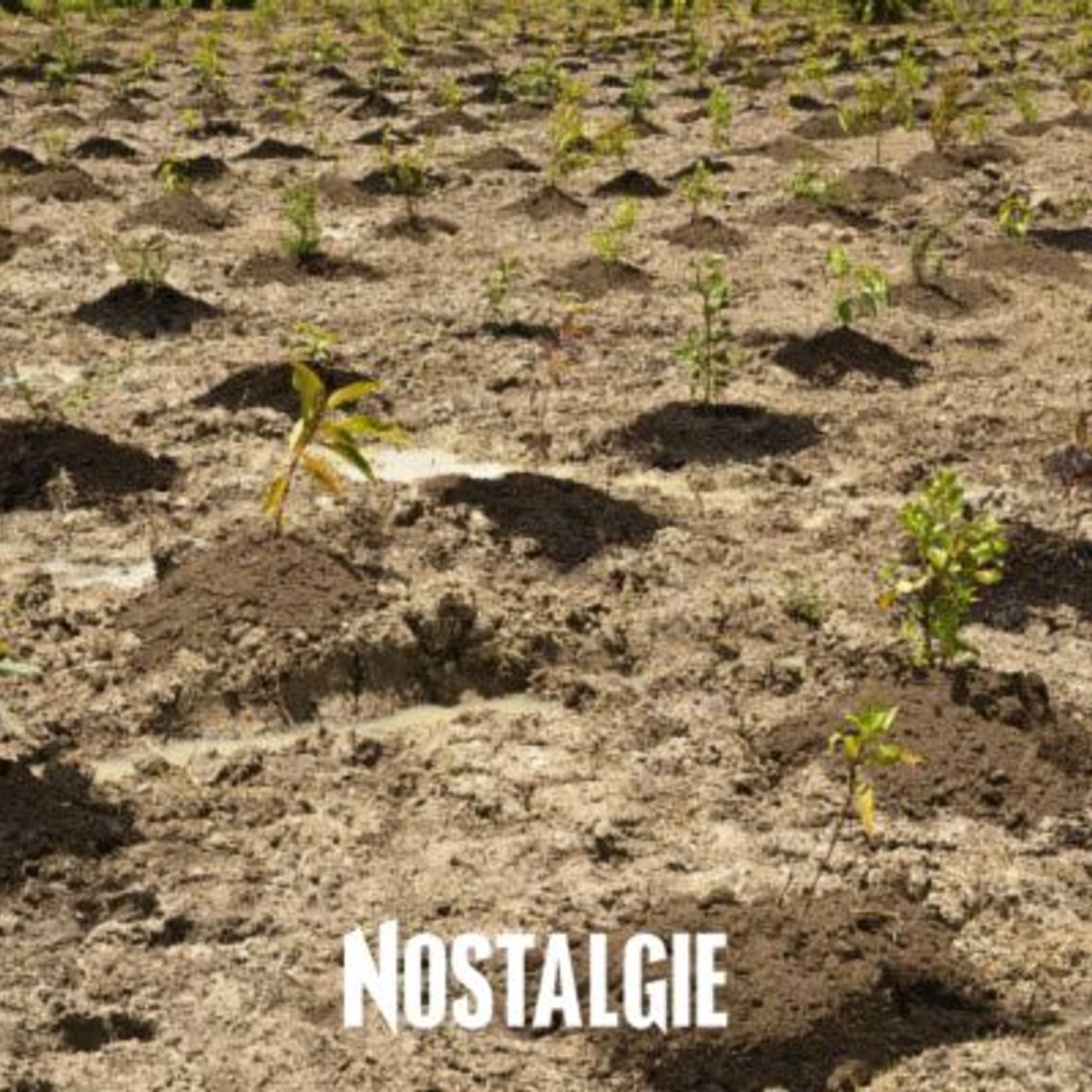 Respect de l'écosystème : la reforestation oui, mais pas n'importe comment episode artwork