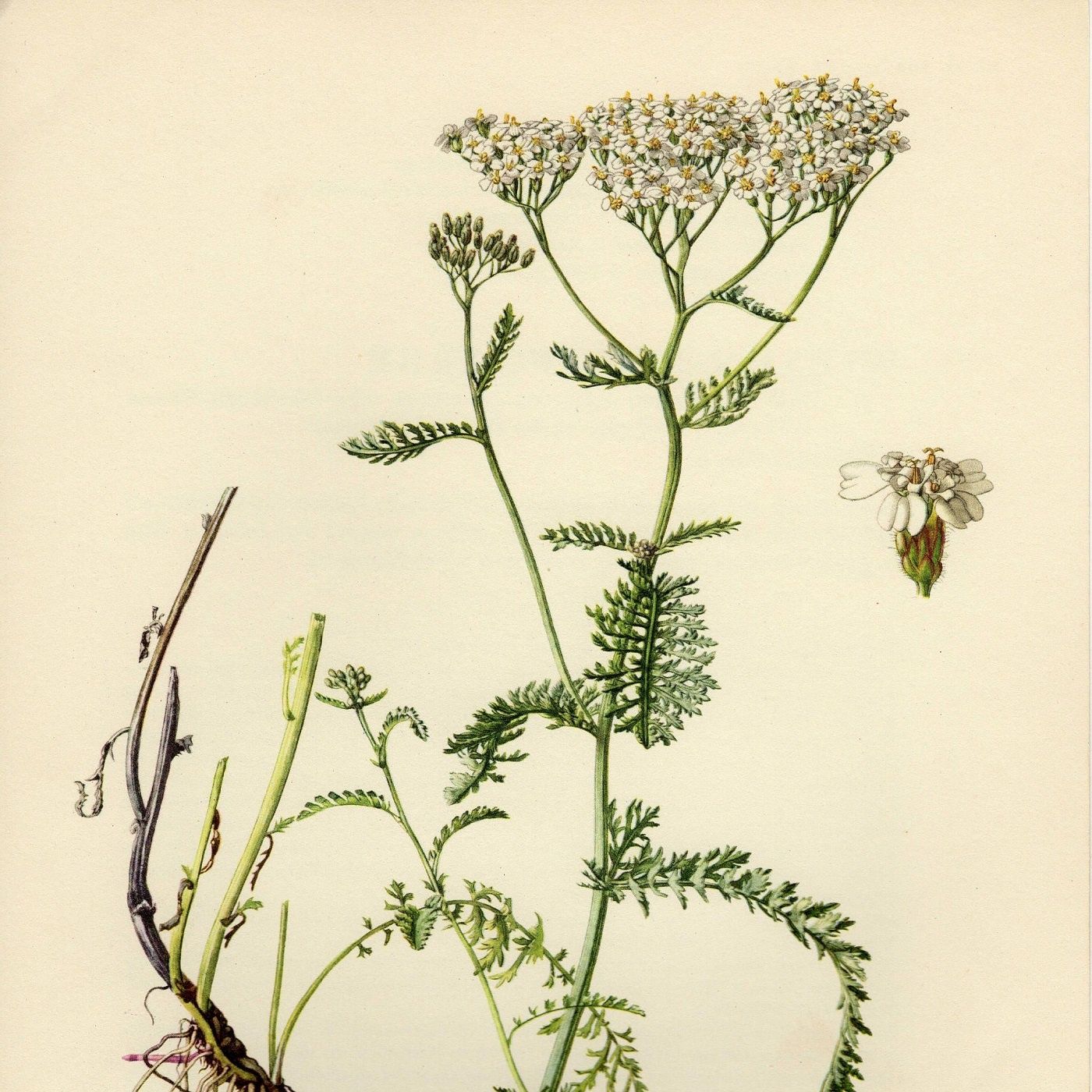 Show 146: Medicinal weeds - Yarrow, Virginia Copperleaf - smoked catfish and book reviews