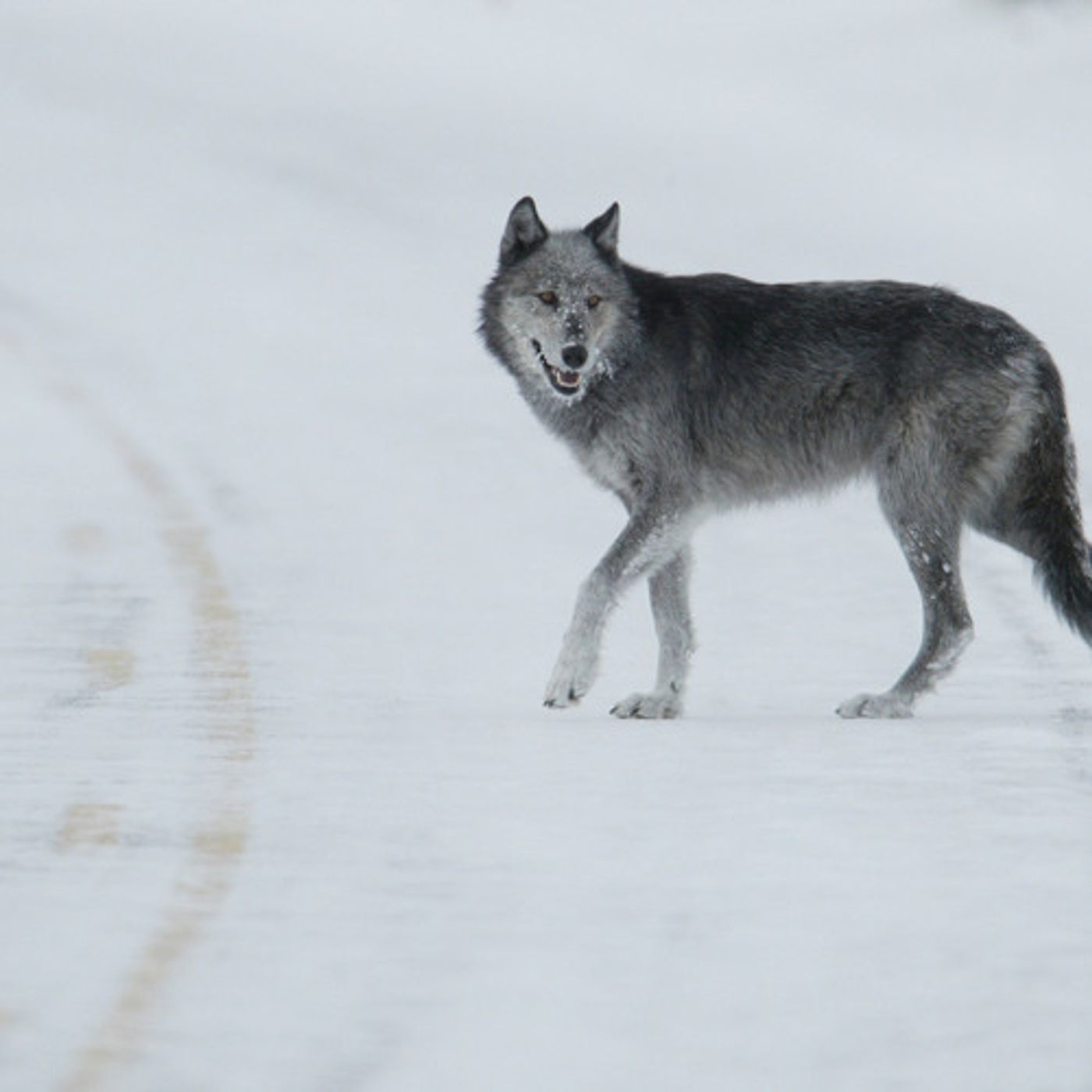 Report: Feds Planning To Drop Wolves' Legal Protections episode artwork