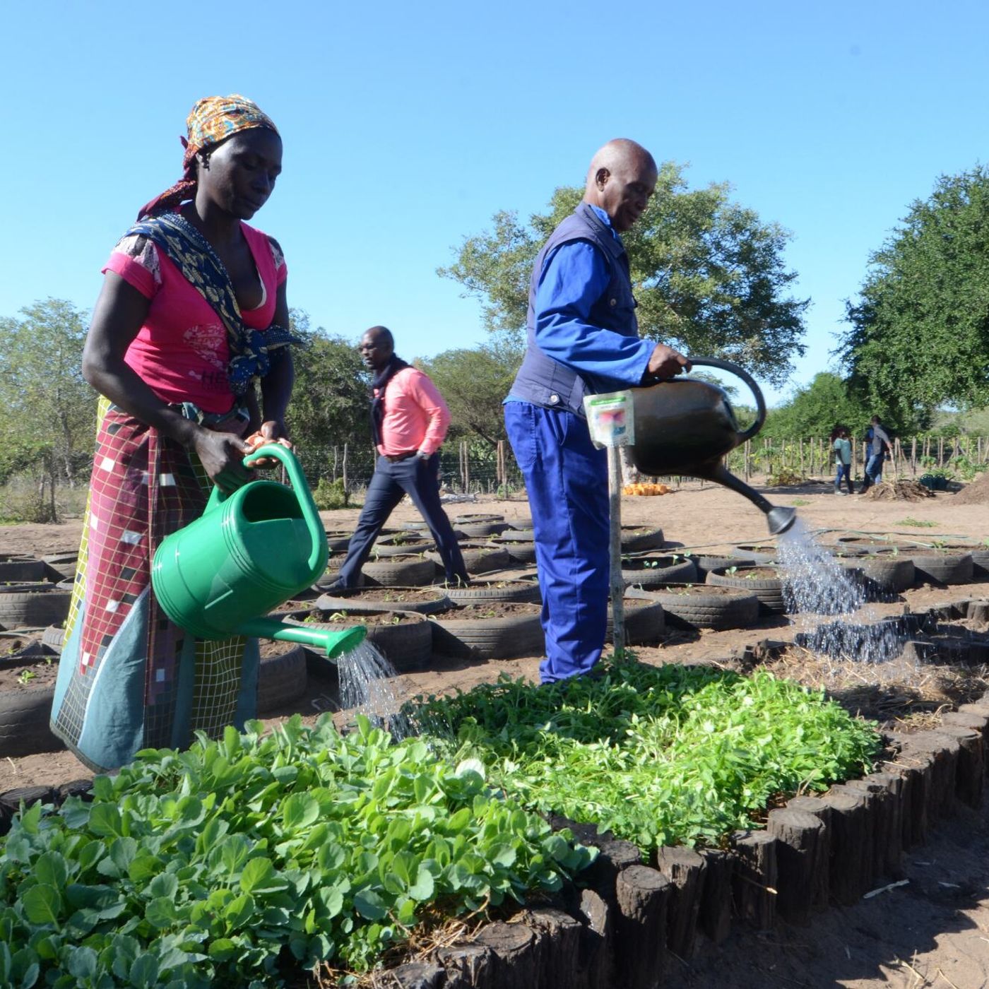 Países precisam diversificar produção para garantir segurança alimentar, diz FAO episode artwork