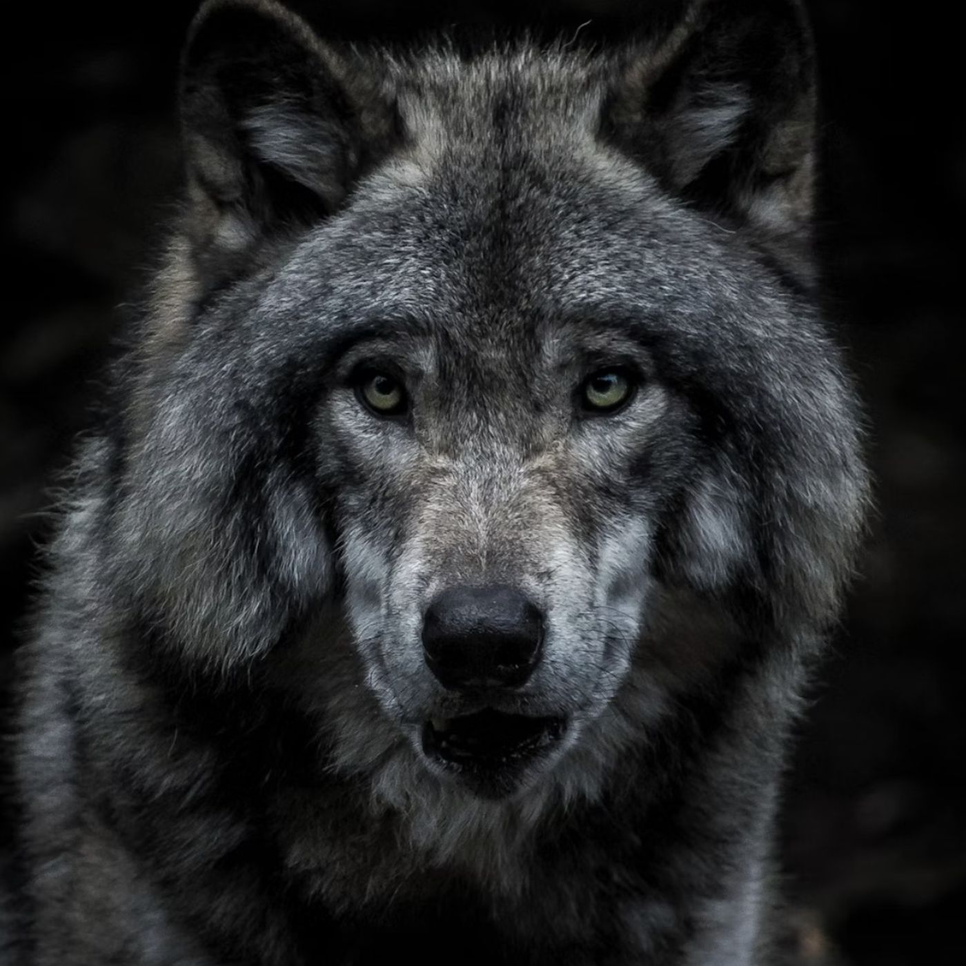 "GET THE WOLF"  May 28th / 2024