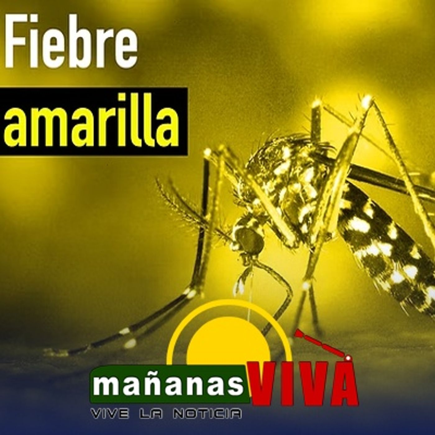 Cónsul de Ecuador en Ipiales Alvino Antuash – Certificado de vacunación fiebre amarilla para entrar a Ecuador