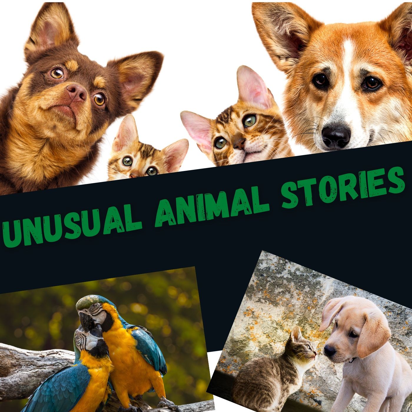 Unusual Animal Stories