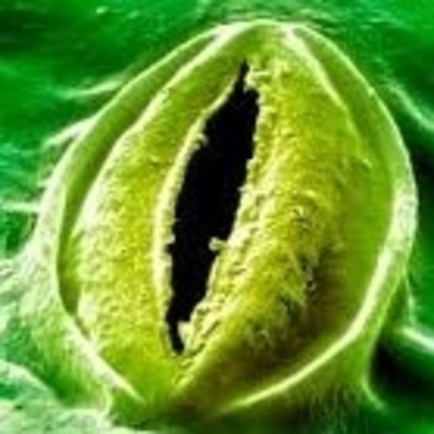 Podcast Fascinación por las plantas