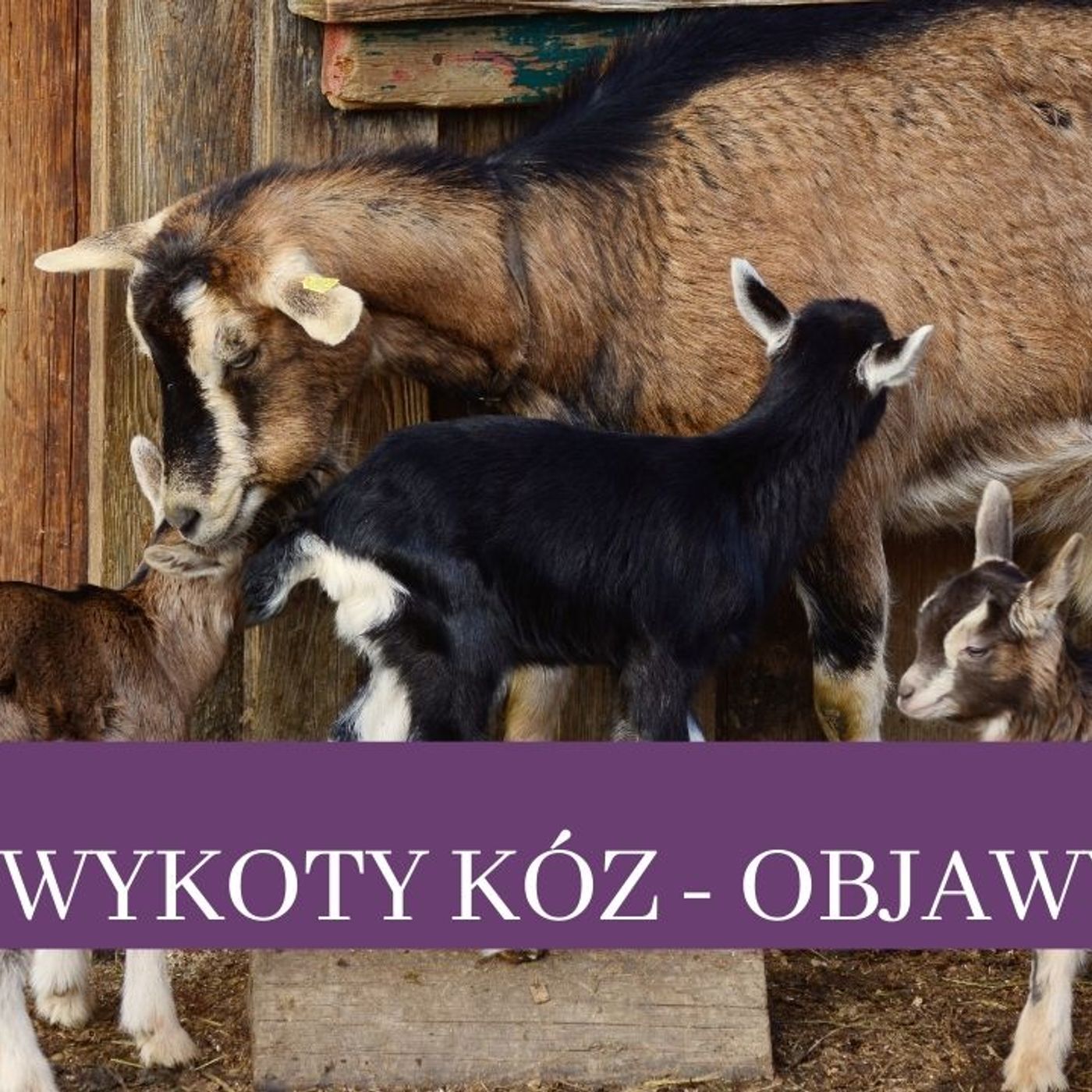 Koza na Lawendzie