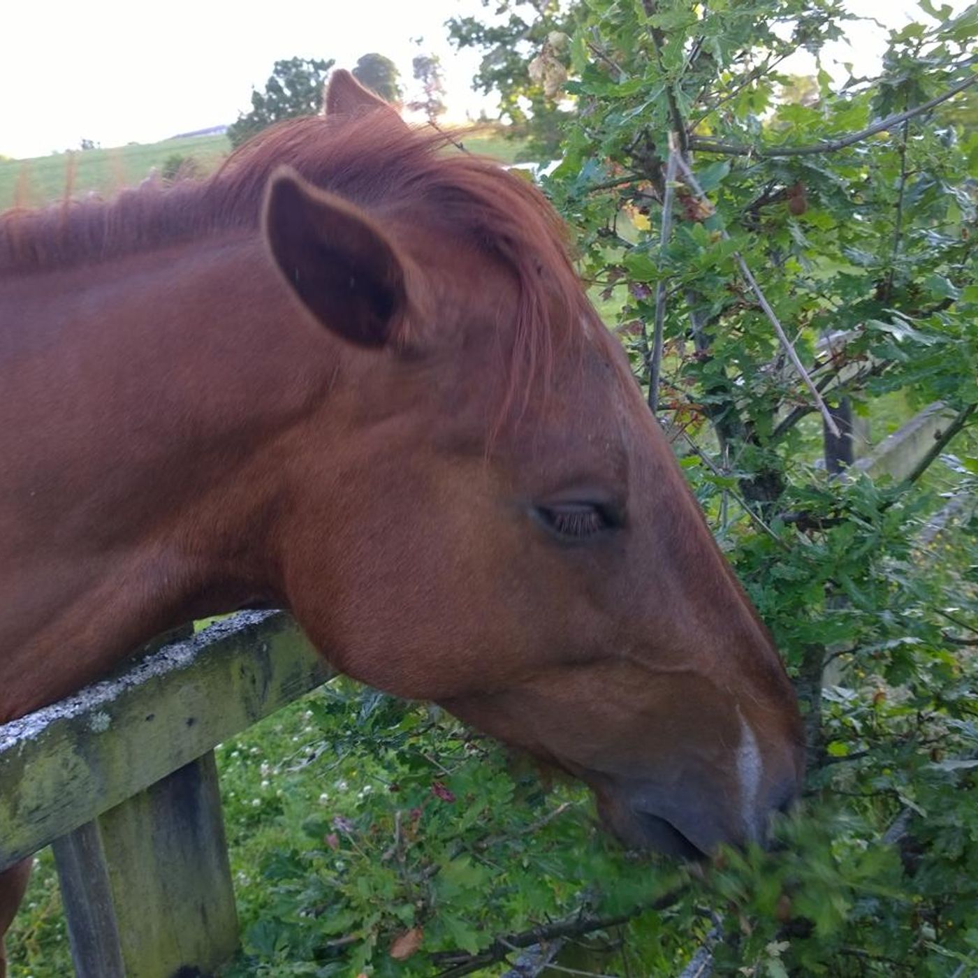 Listening to horses in Knocklofty #audiomo
